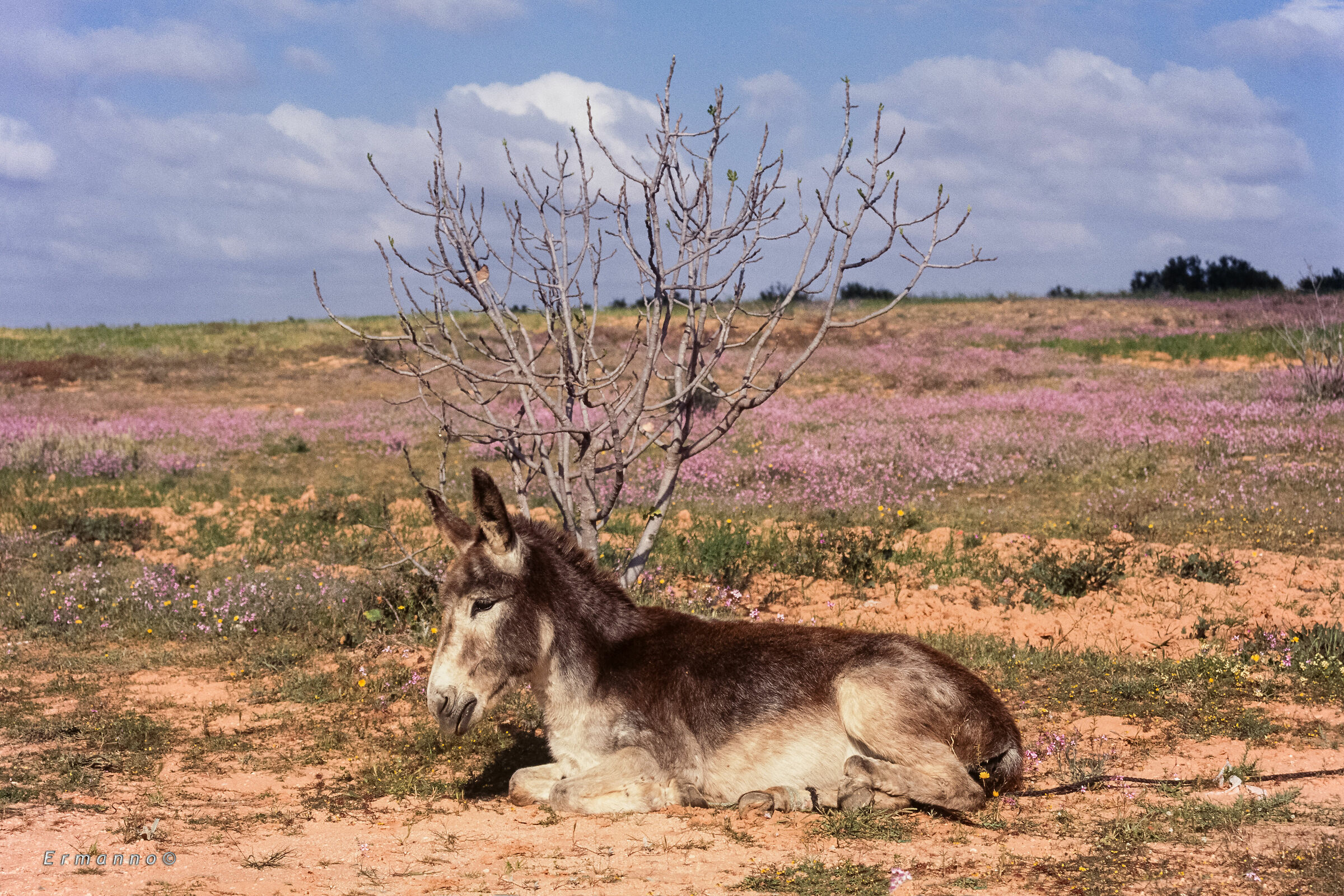 Asinello Tunisino