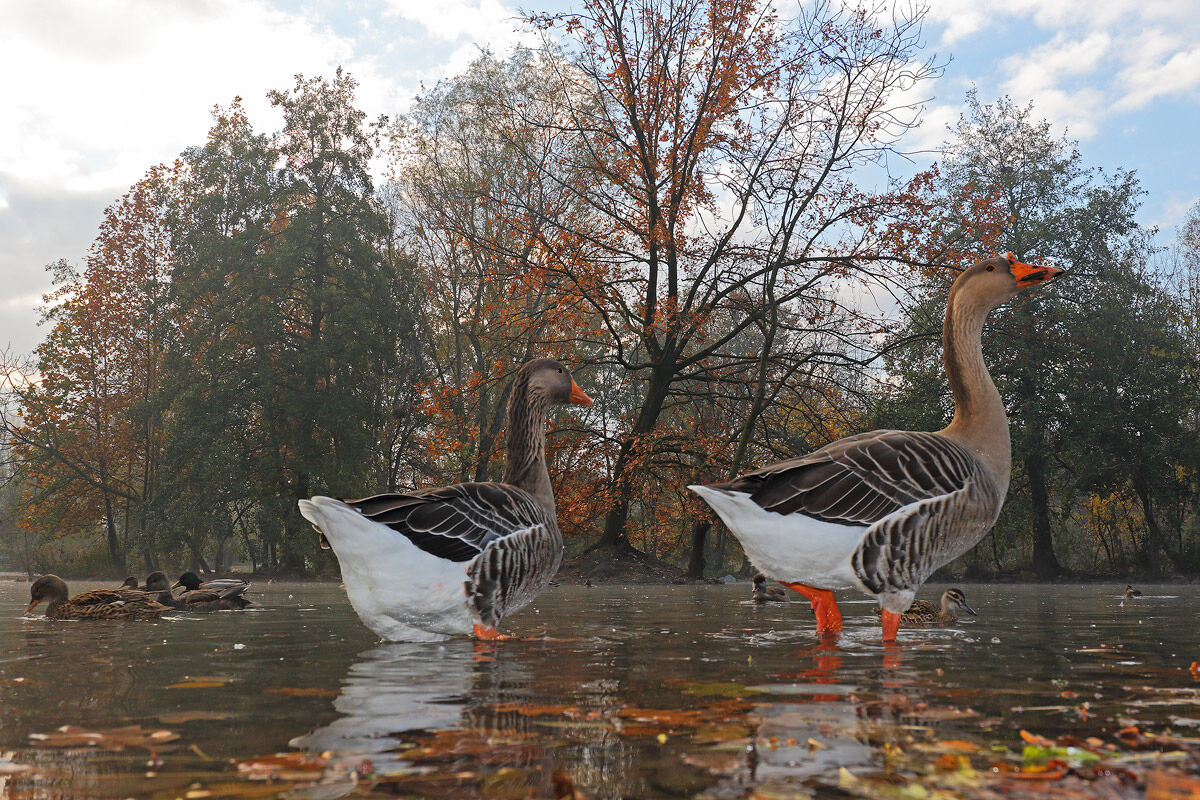 Nel laghetto del parco