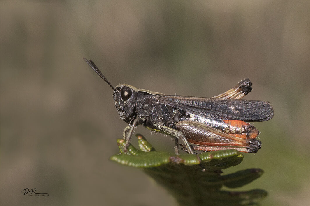 Melanoplus Ferrumubrum Red Legged