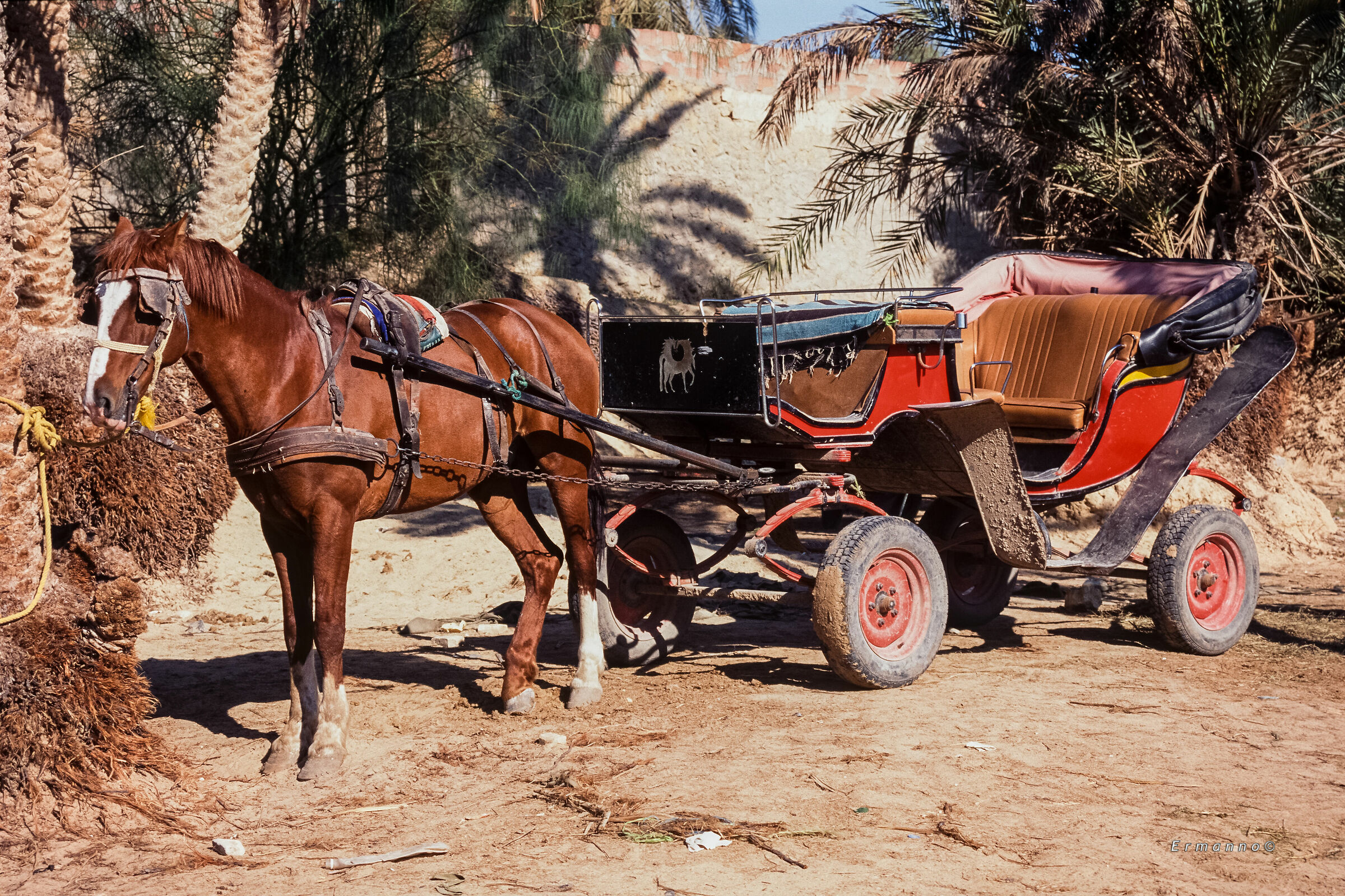 Cavallo con carrozza