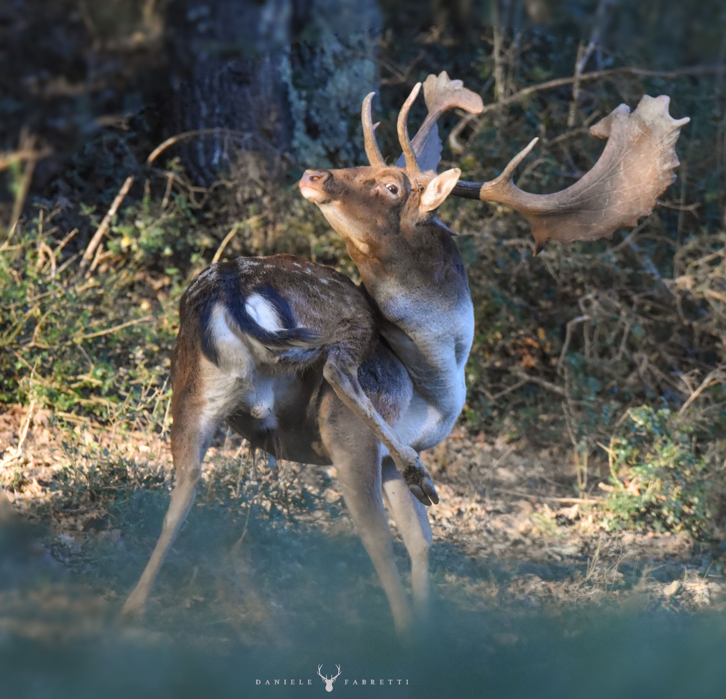 Daino pomellato at sunset