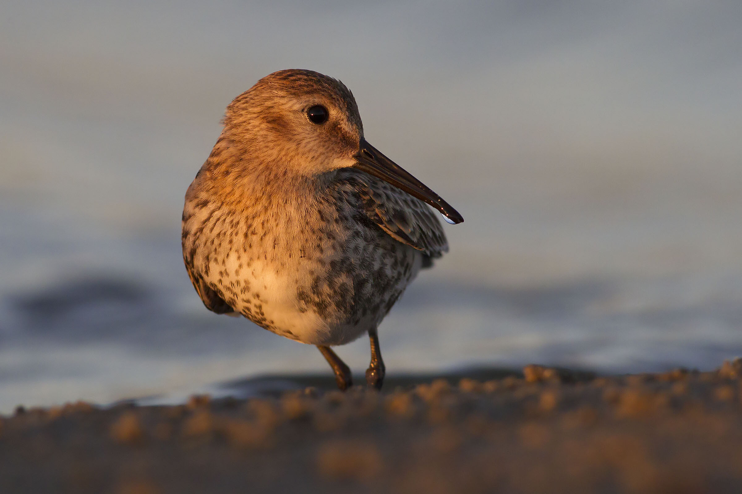 Black belly piovanello