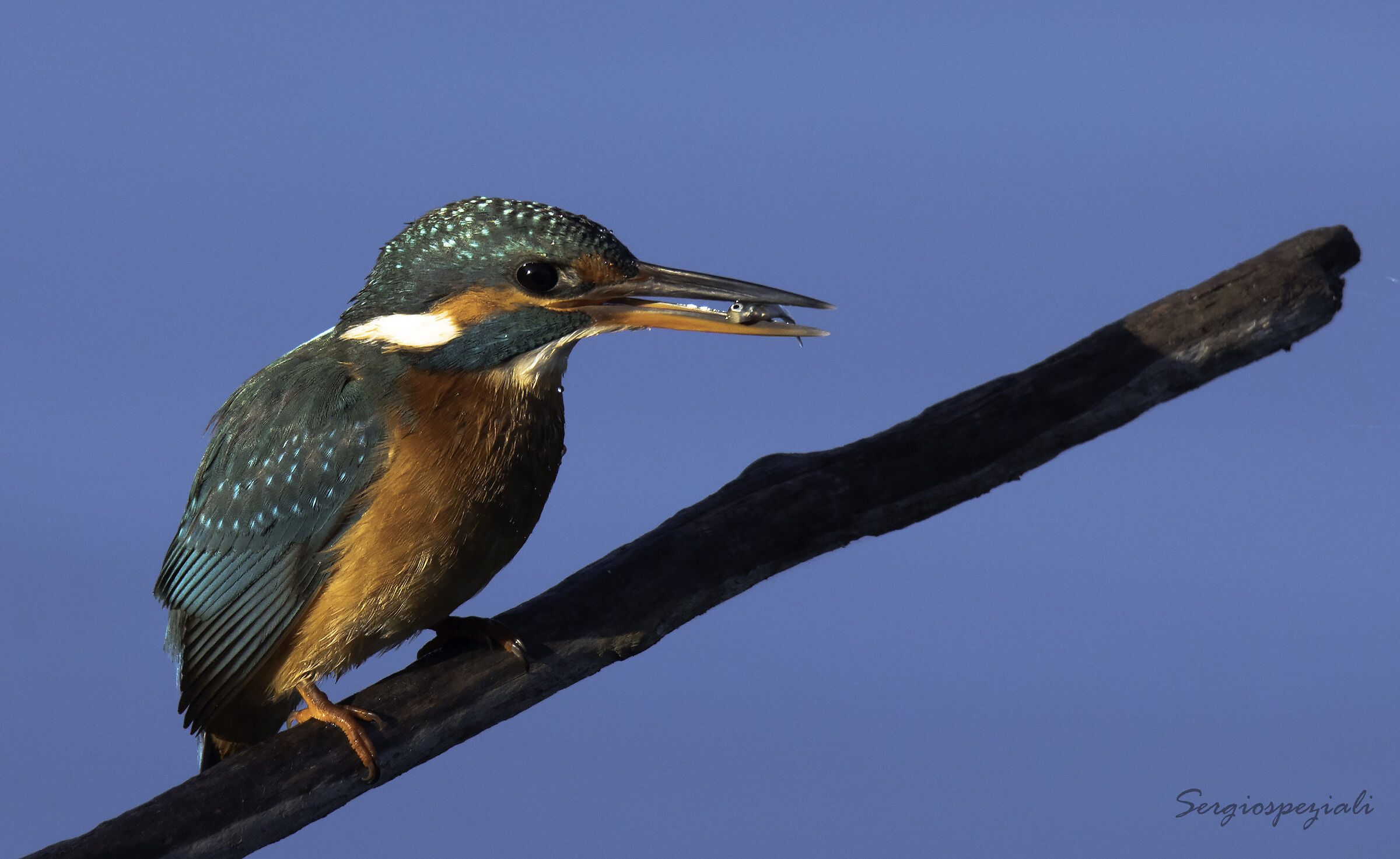 Martin pescatore - Ottobre