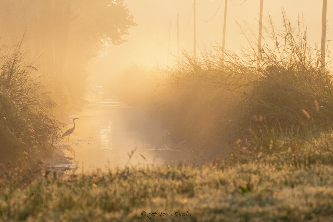 Heron Ash at Dawn
