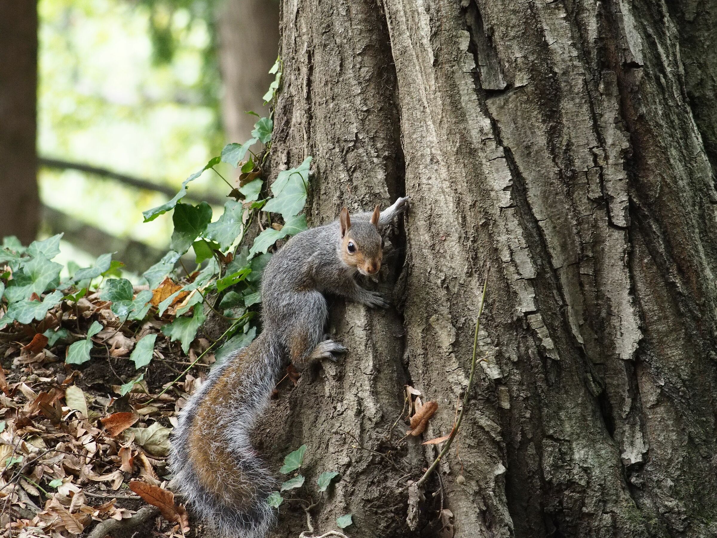 Rollei Tele-Tessar 135 f4 @ 5.6
