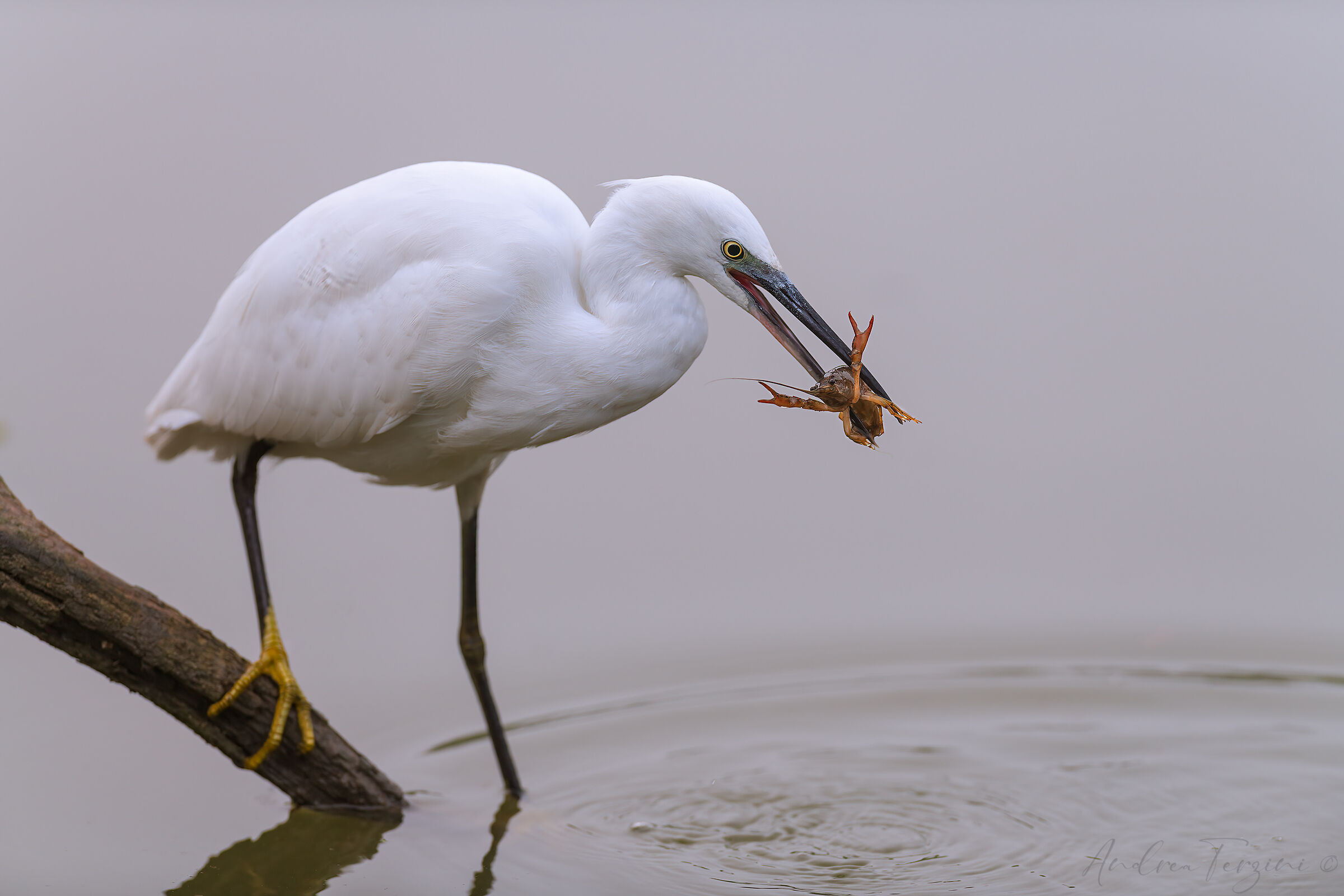 Garzetta_con_Preda_MAN5156