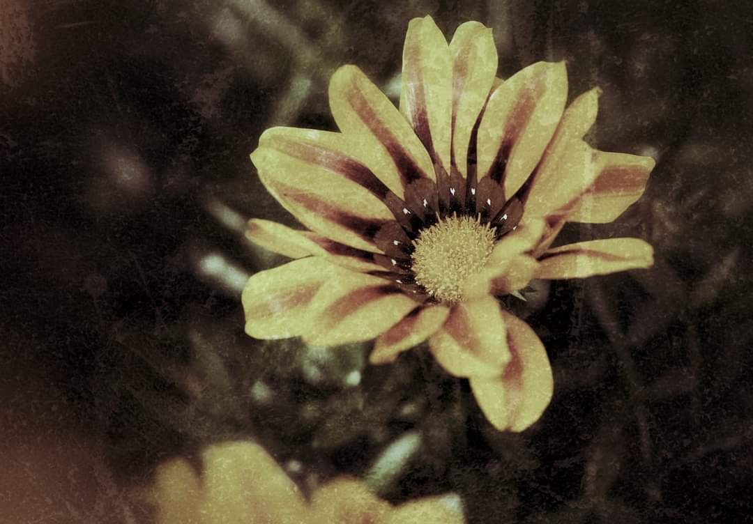 Daisy