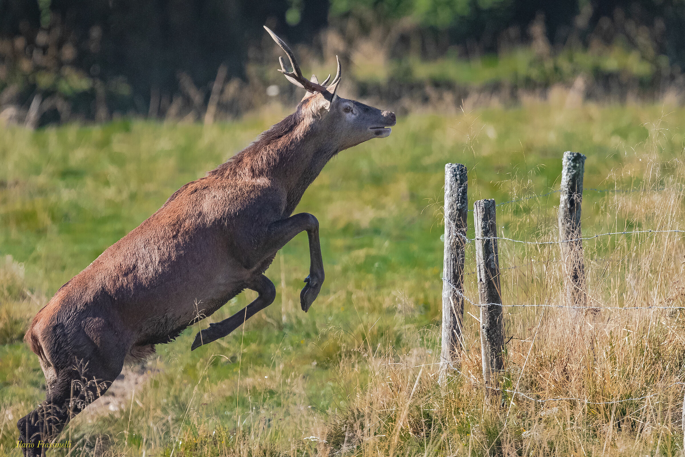 Giovane cervo vivace