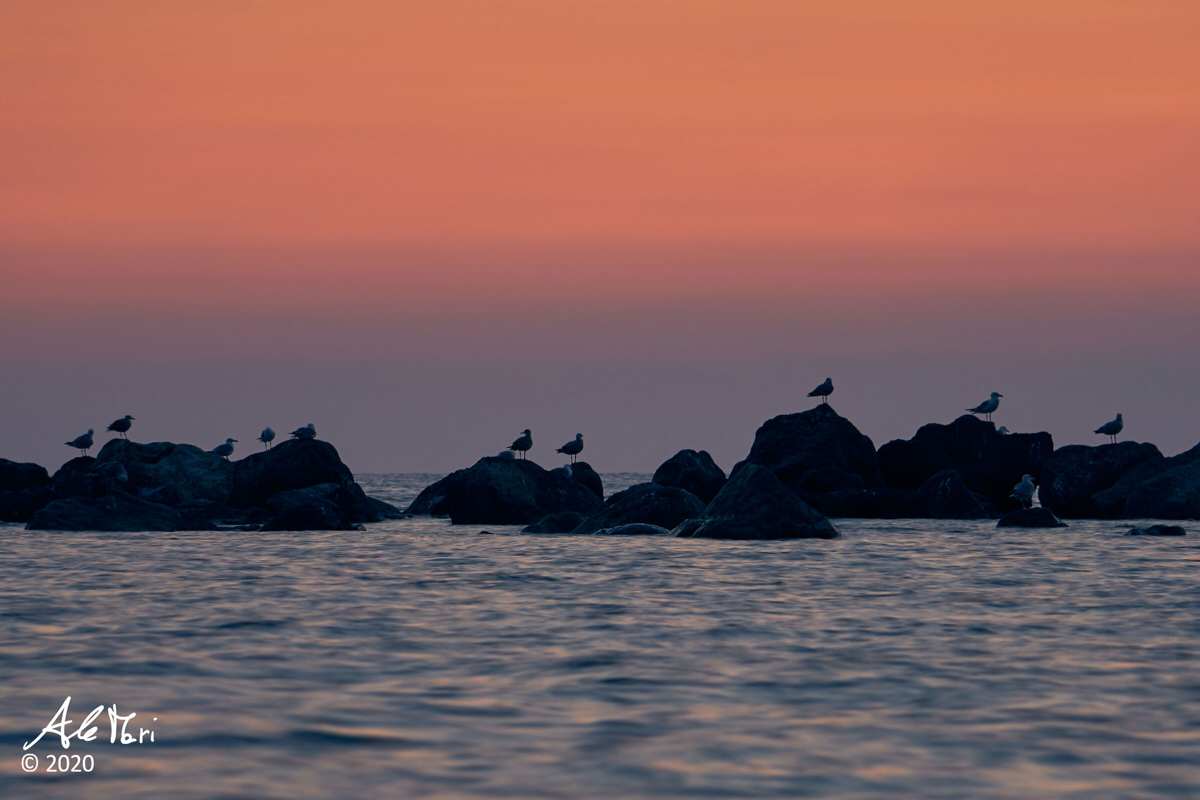 Seagulls wating for evening