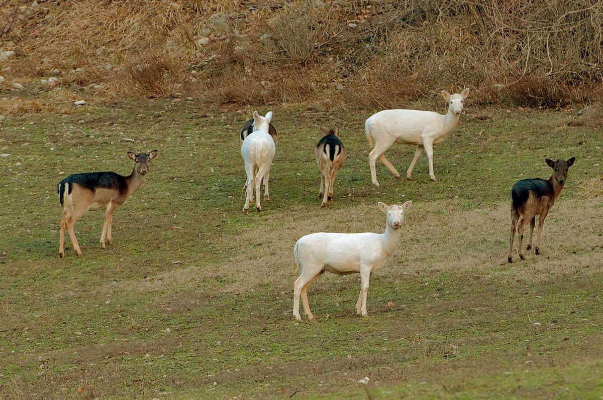 white deer
