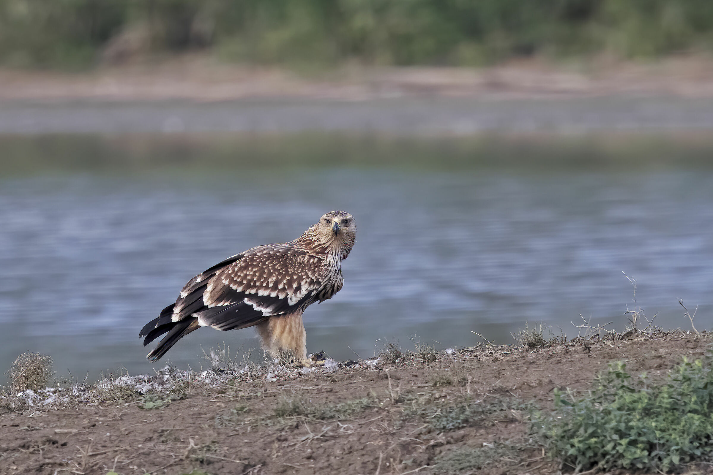 Aquila imperiale heliaca