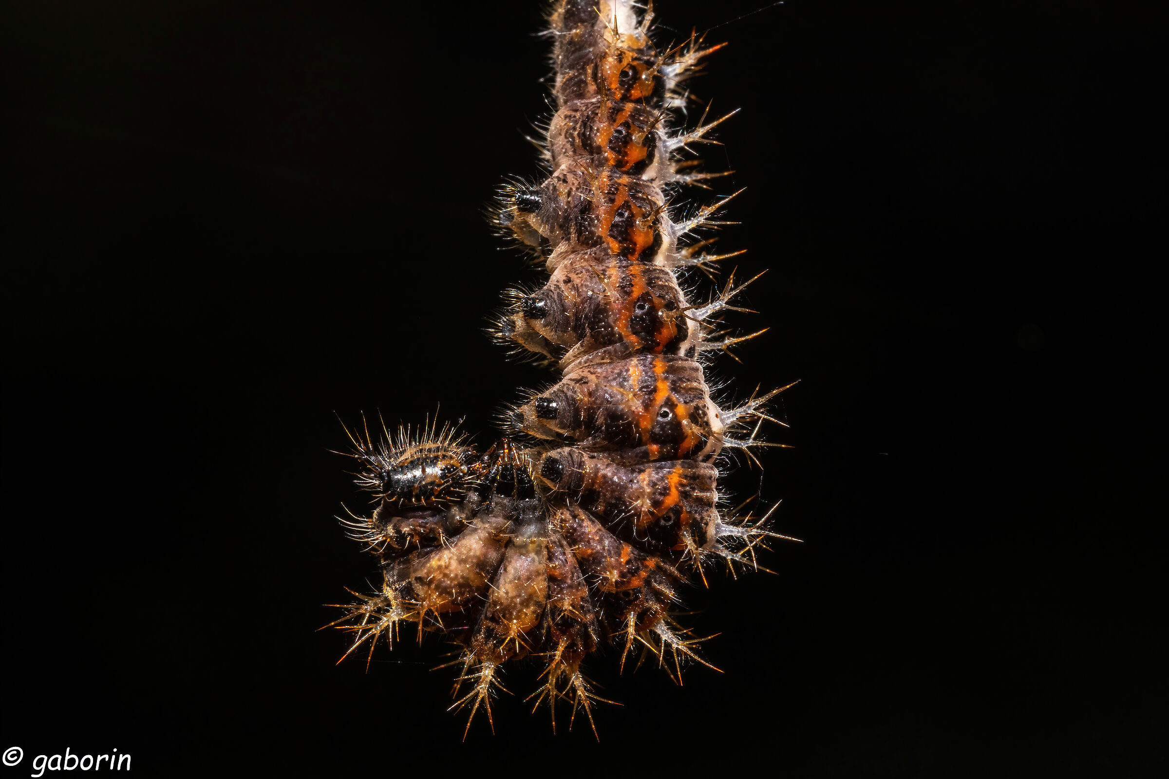 diventerò una farfalla?