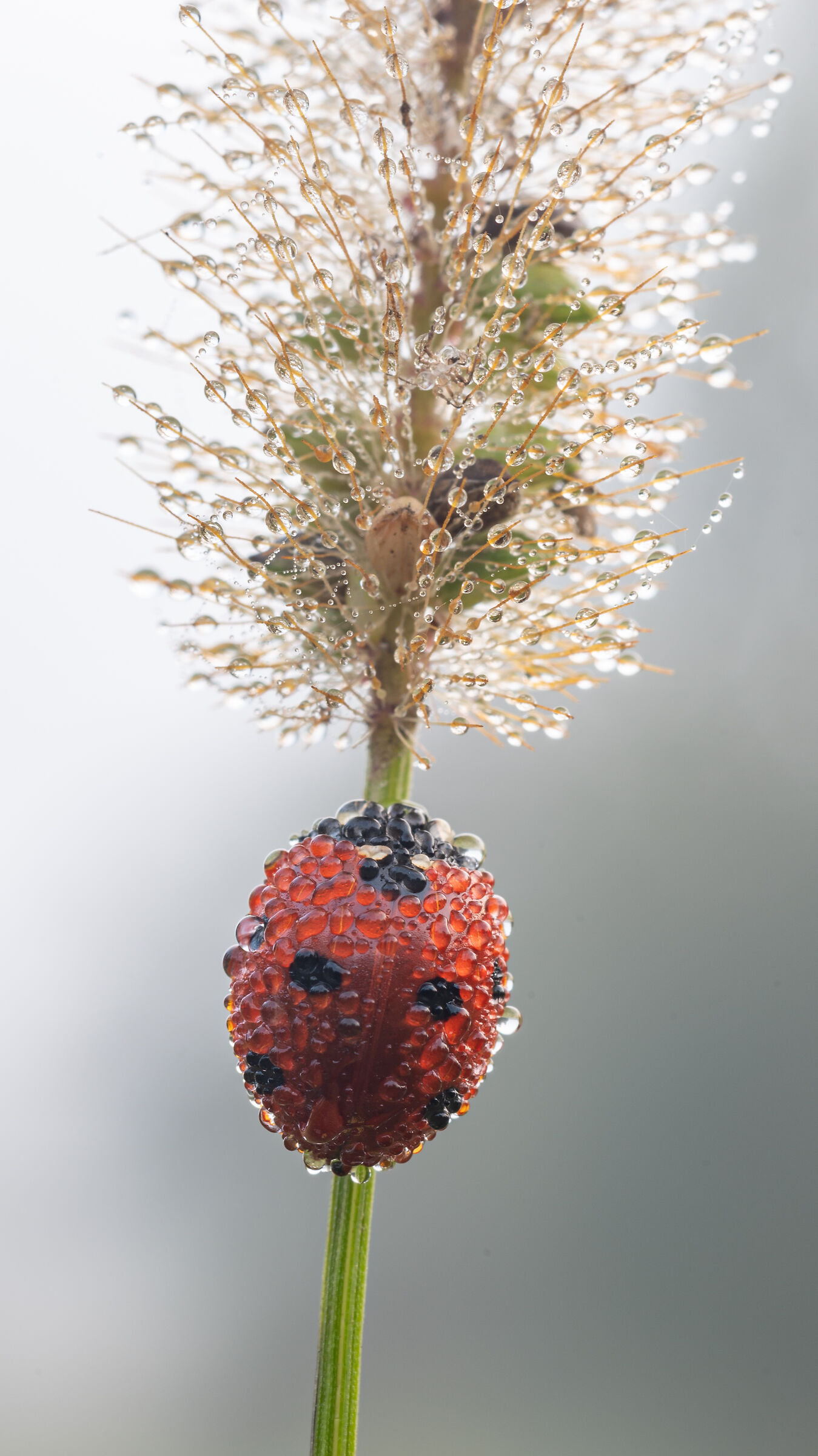 ... da quanto tempo non ne vedevo una...