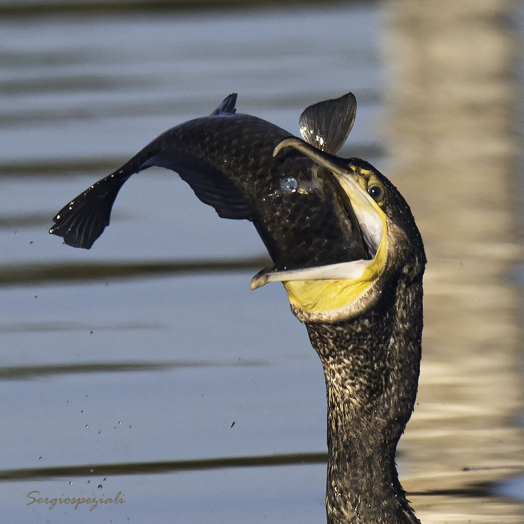Cormorano