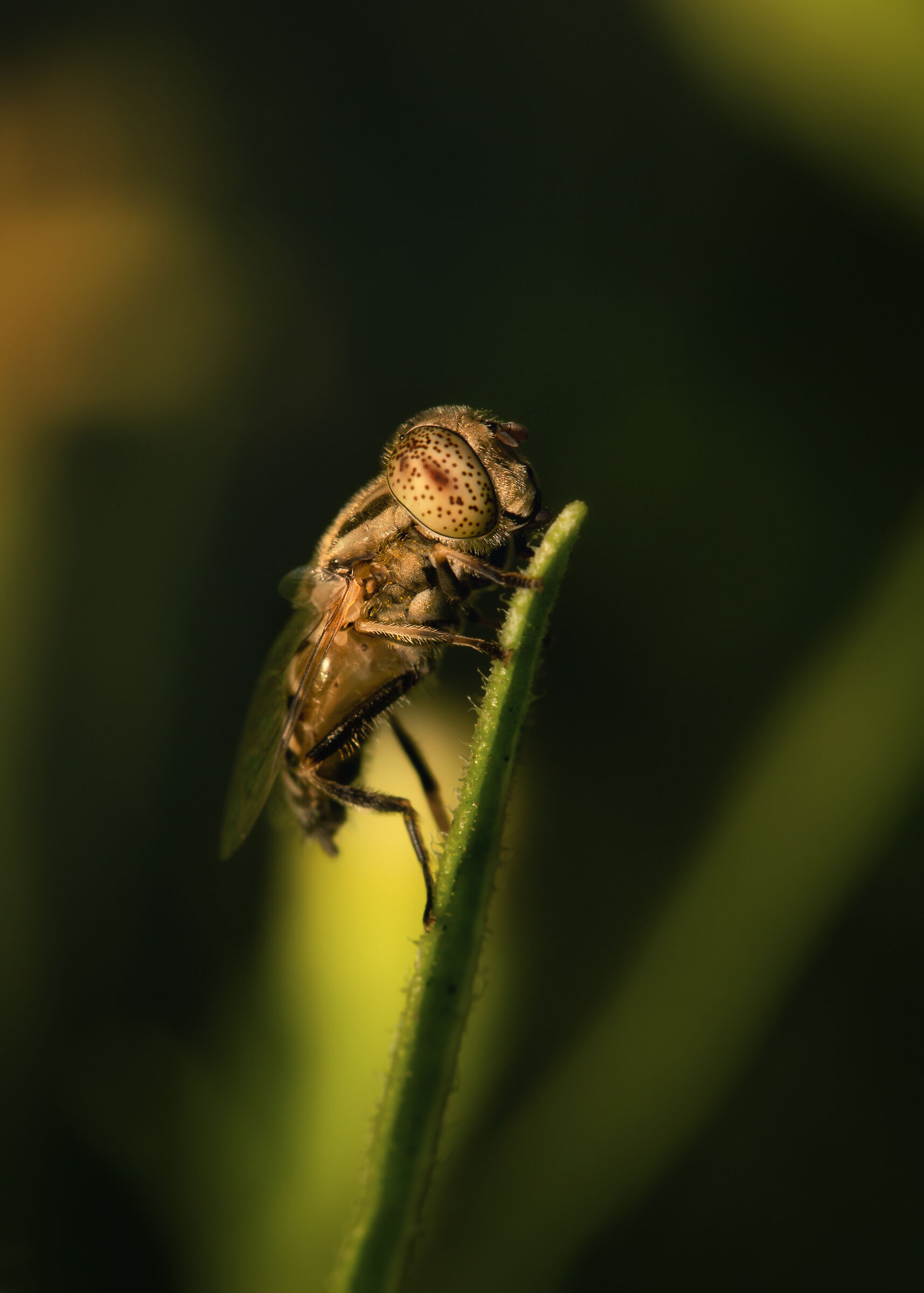 Eristalino