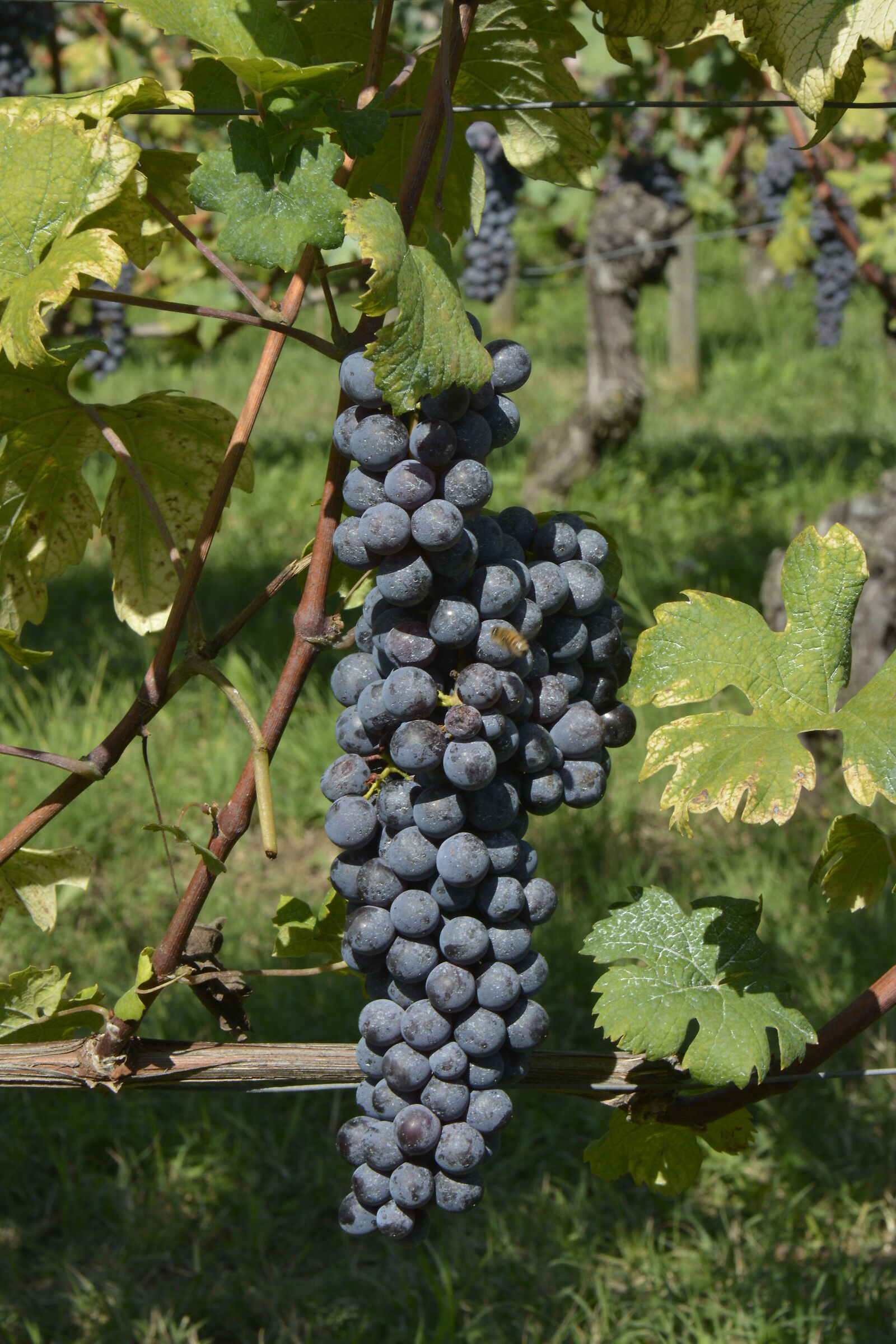 Tempo di vendemmia