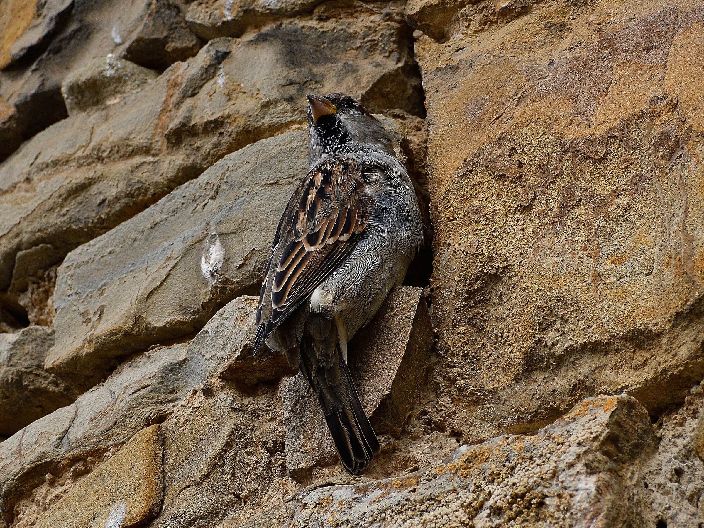 Davanti al nido sotto il tetto