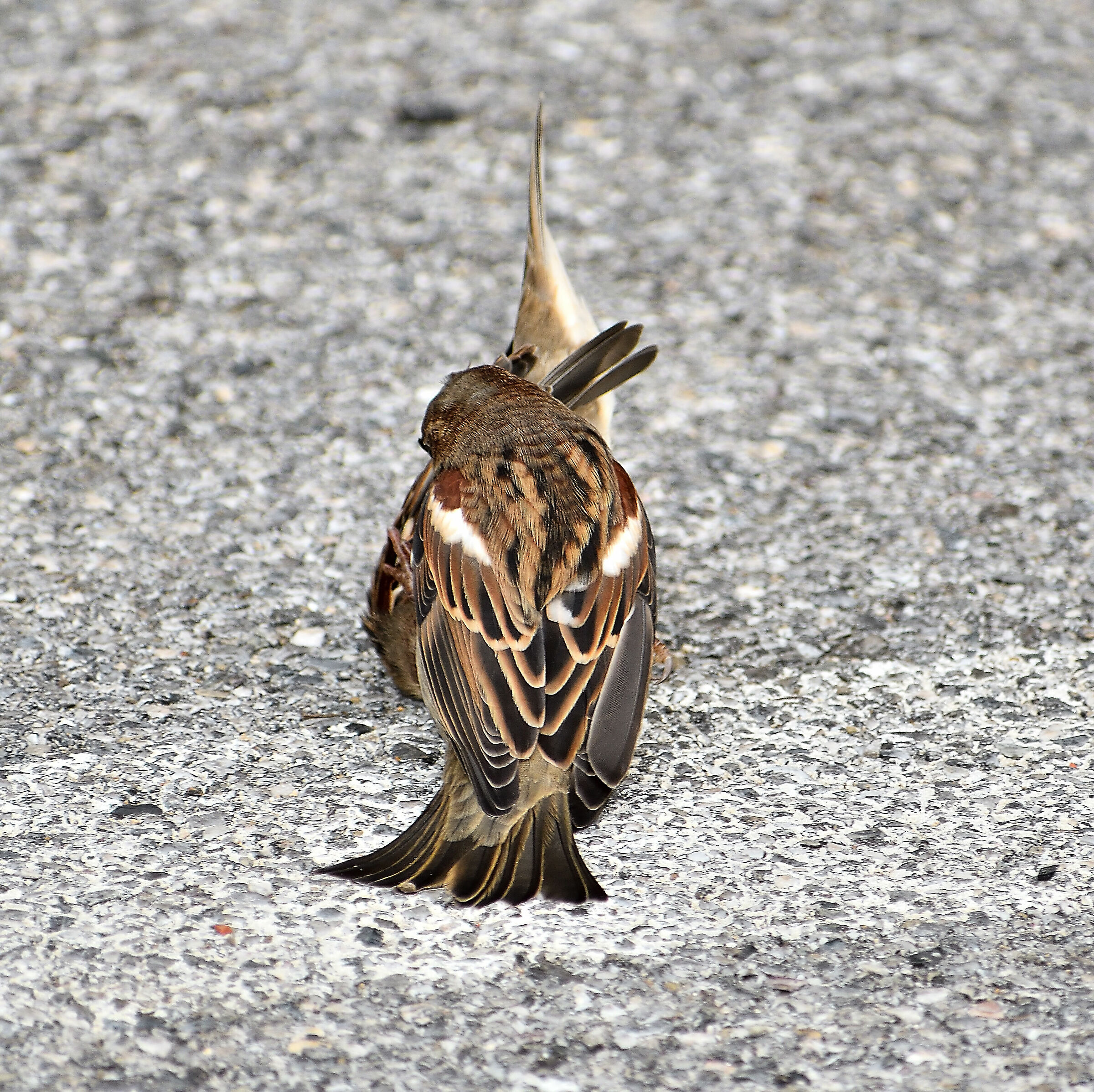Corteggiamento... in mezzo alla strada