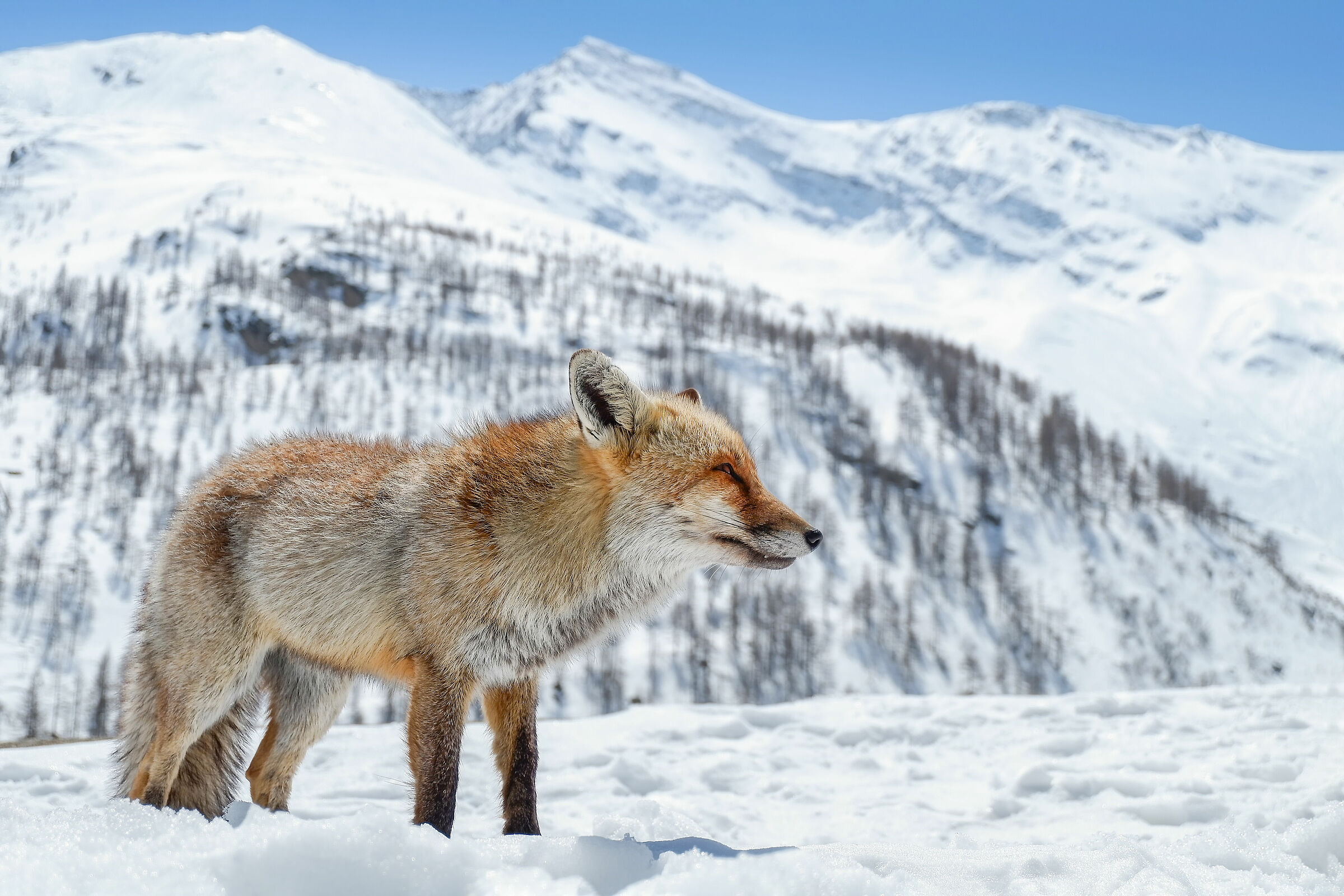 Volpe nel suo mondo invernale