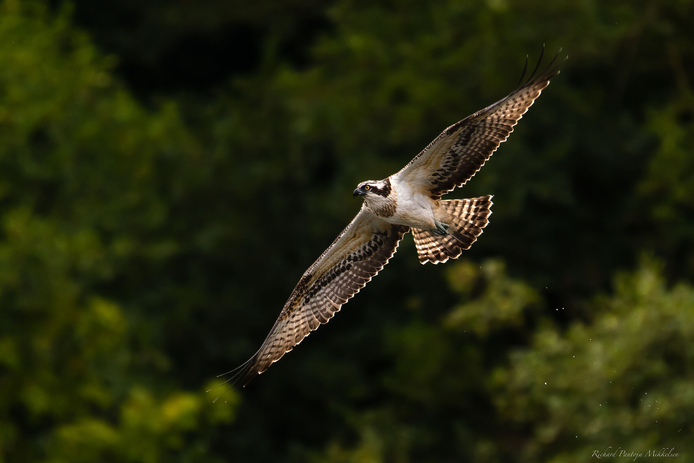 Osprey