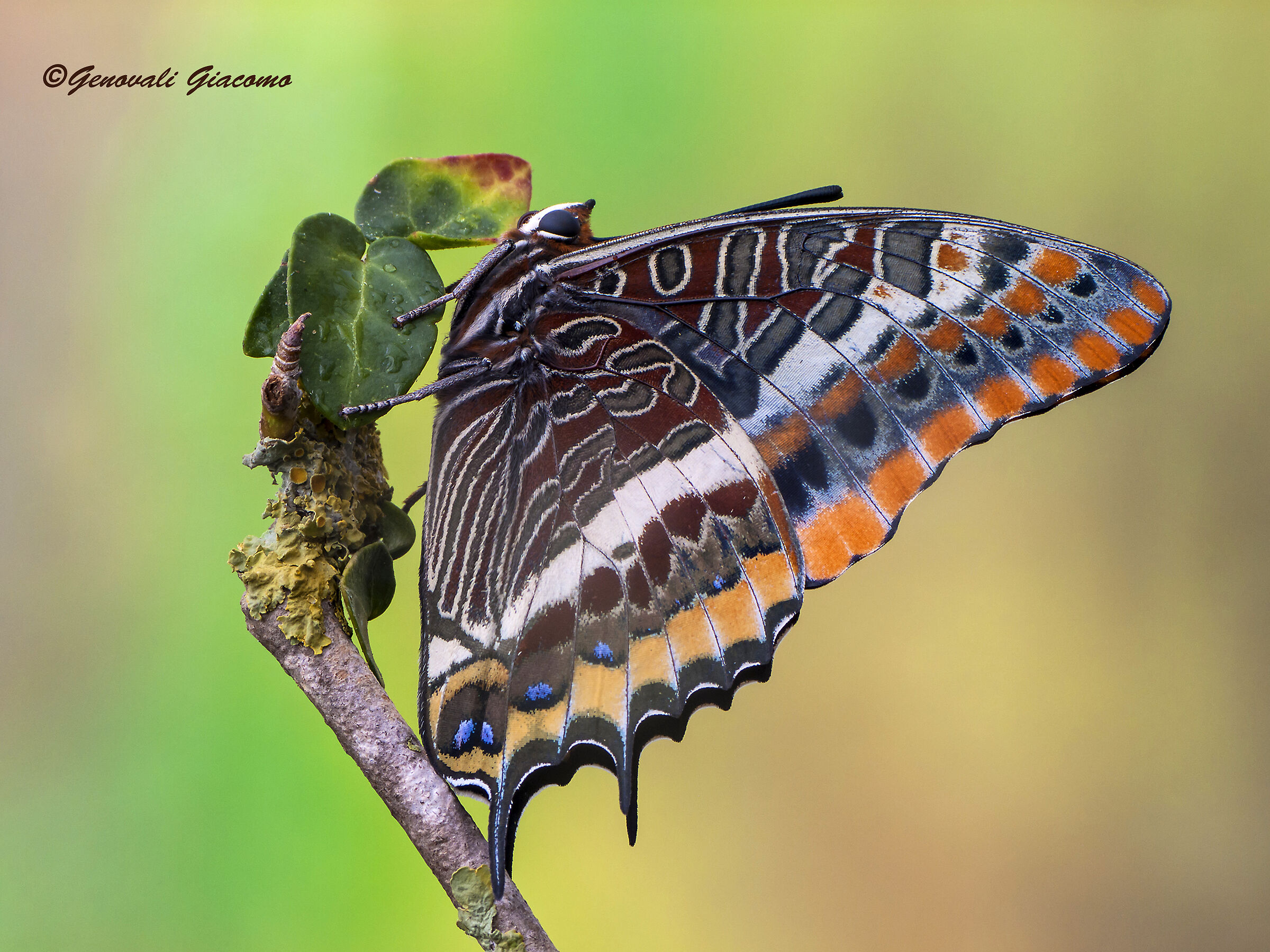 s100=charaxes