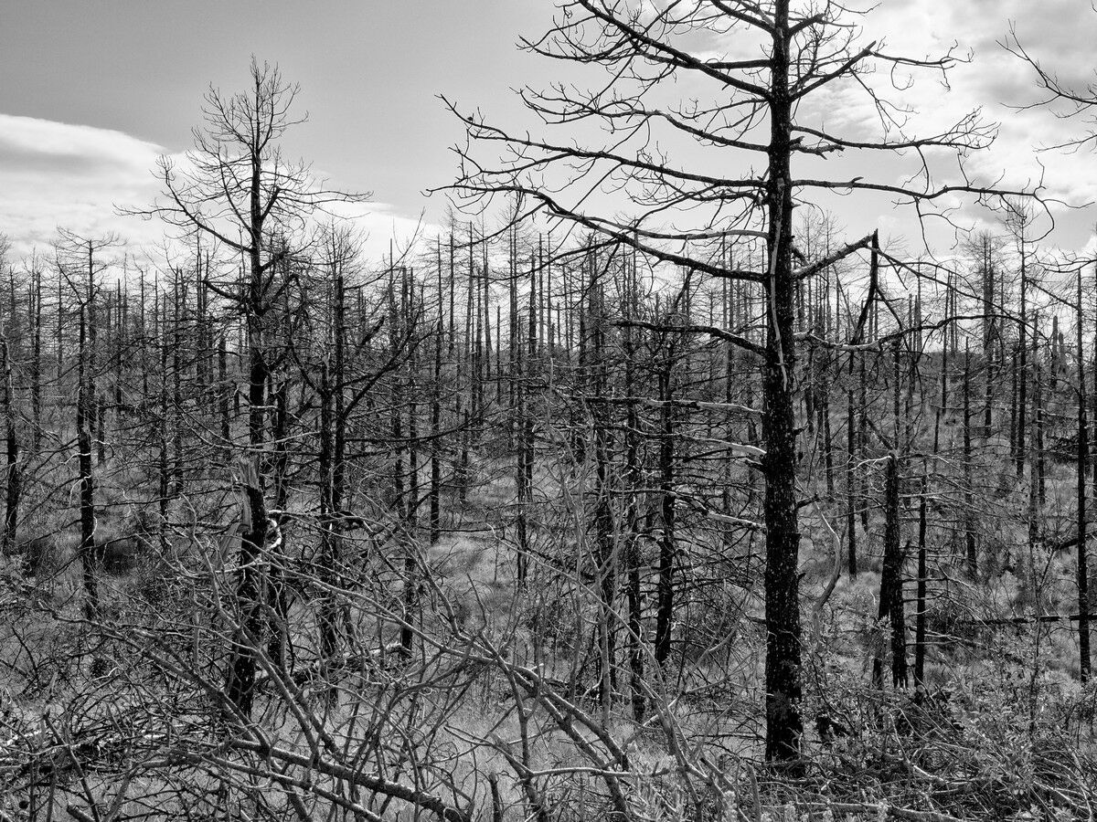 Cesane, Urbino, ricordi (brutti) incendio del 2017