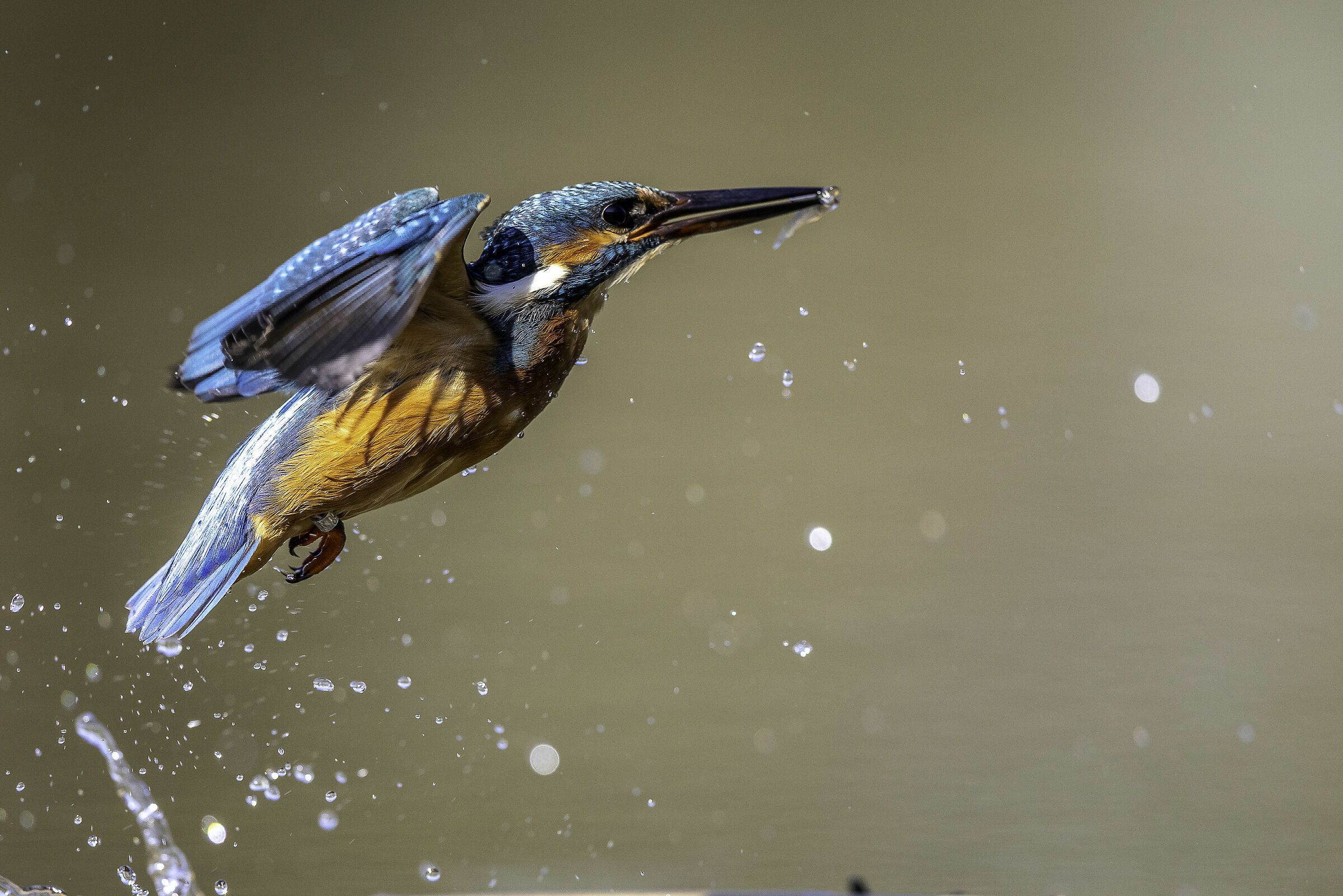 Martin Pescatore in volo
