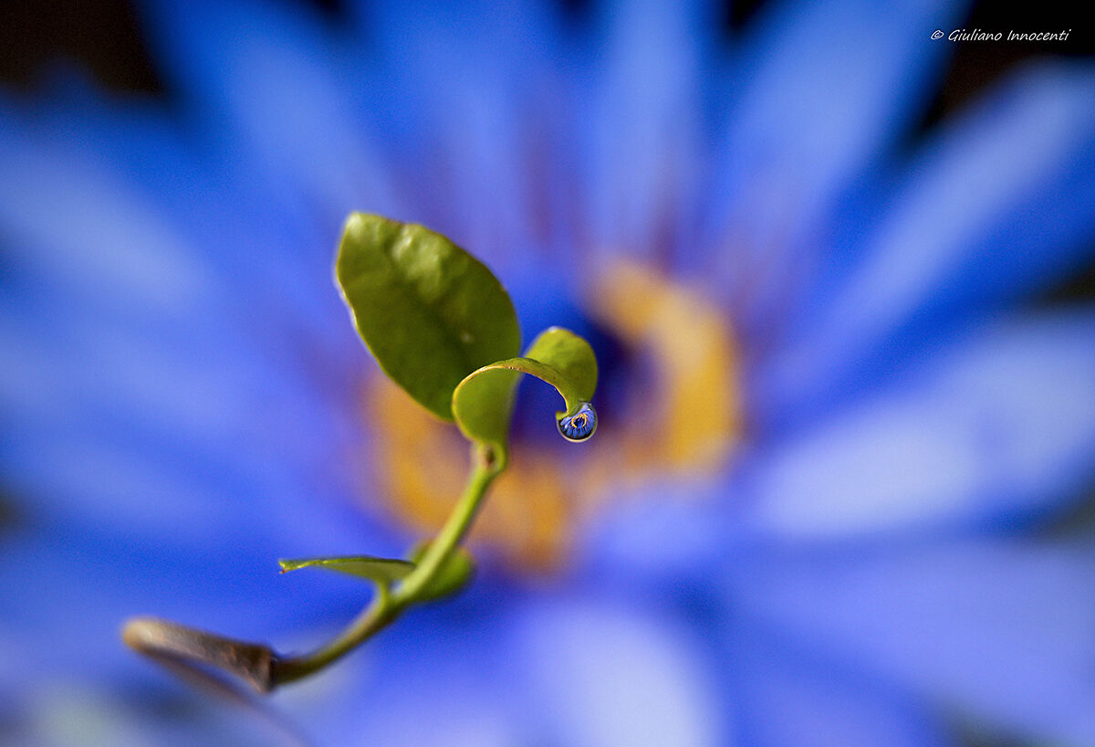 un fiore all'occhiello