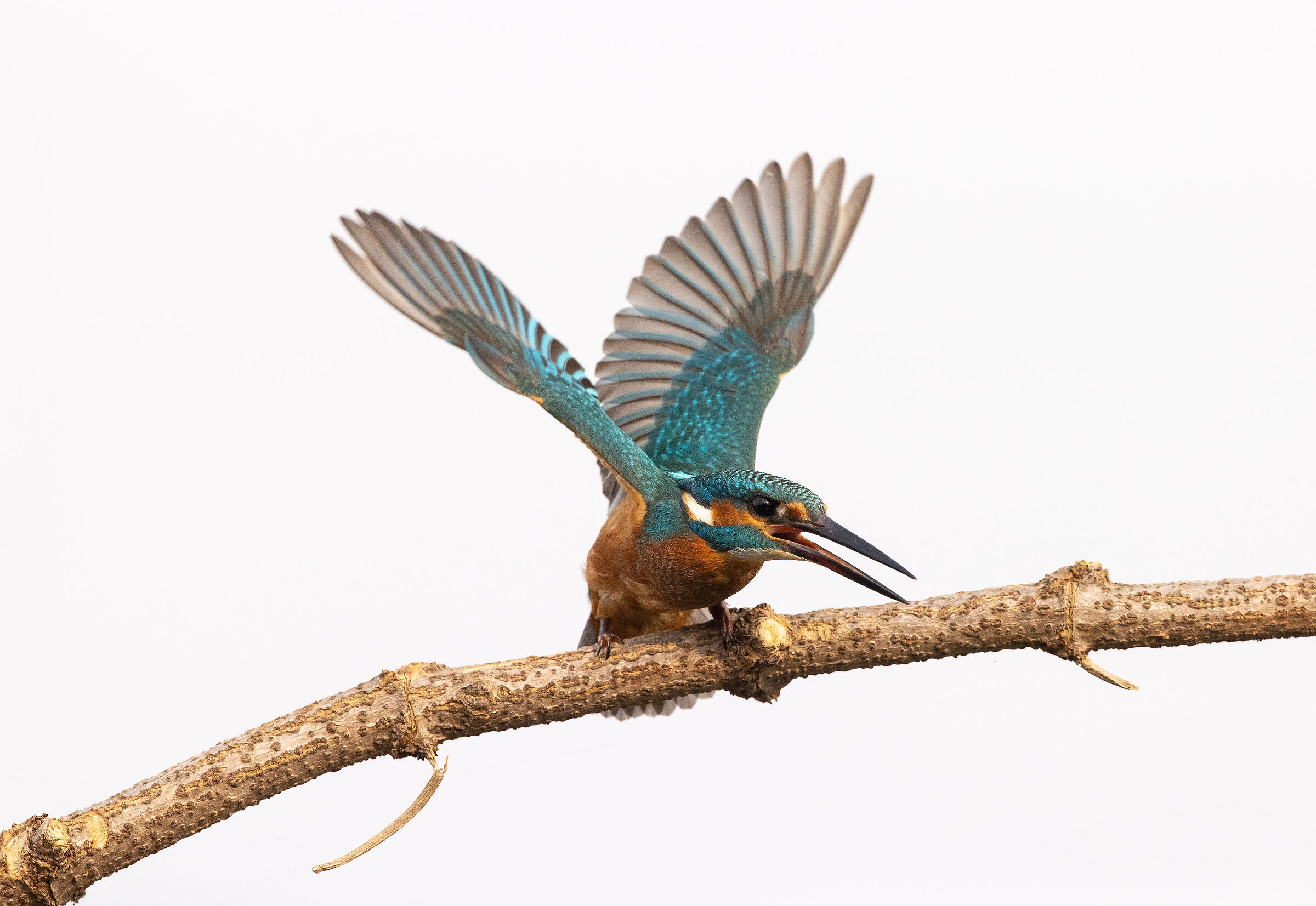 Martin pescatore (Alcedo atthis)