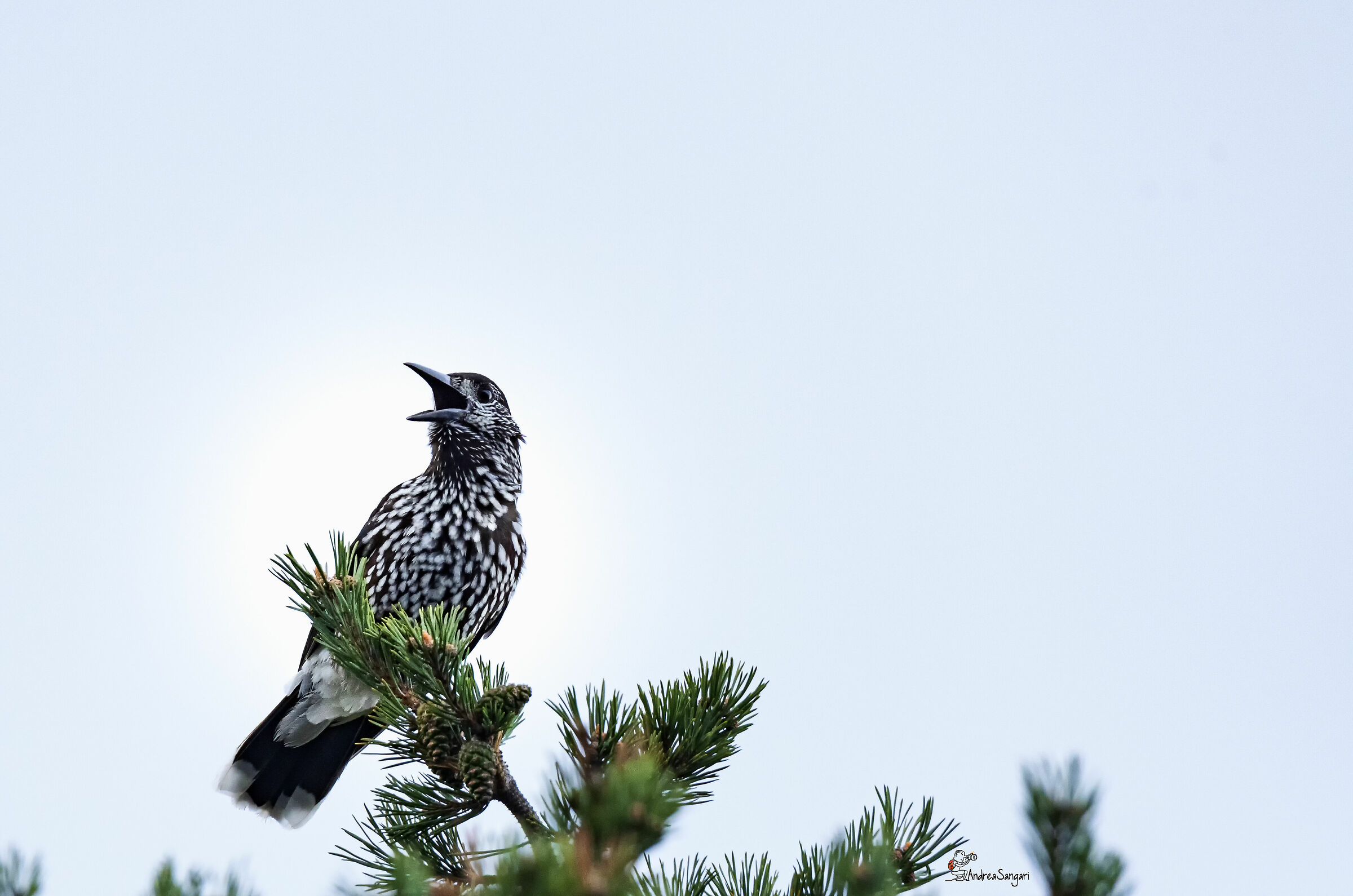 The singing hazelnut