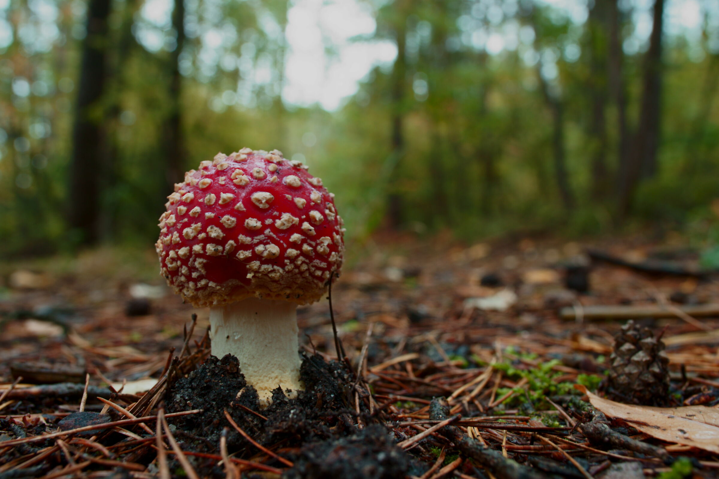 Mitten auf einen Weg an einem grauen Tag