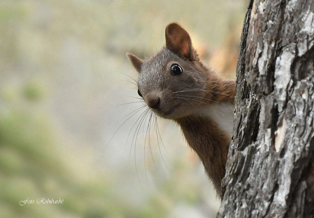 Scoiattolo...