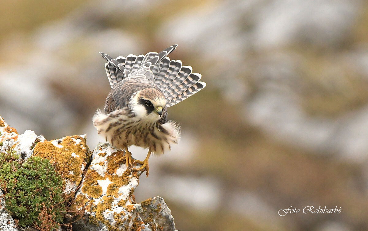 Falco cuculo ...juv...
