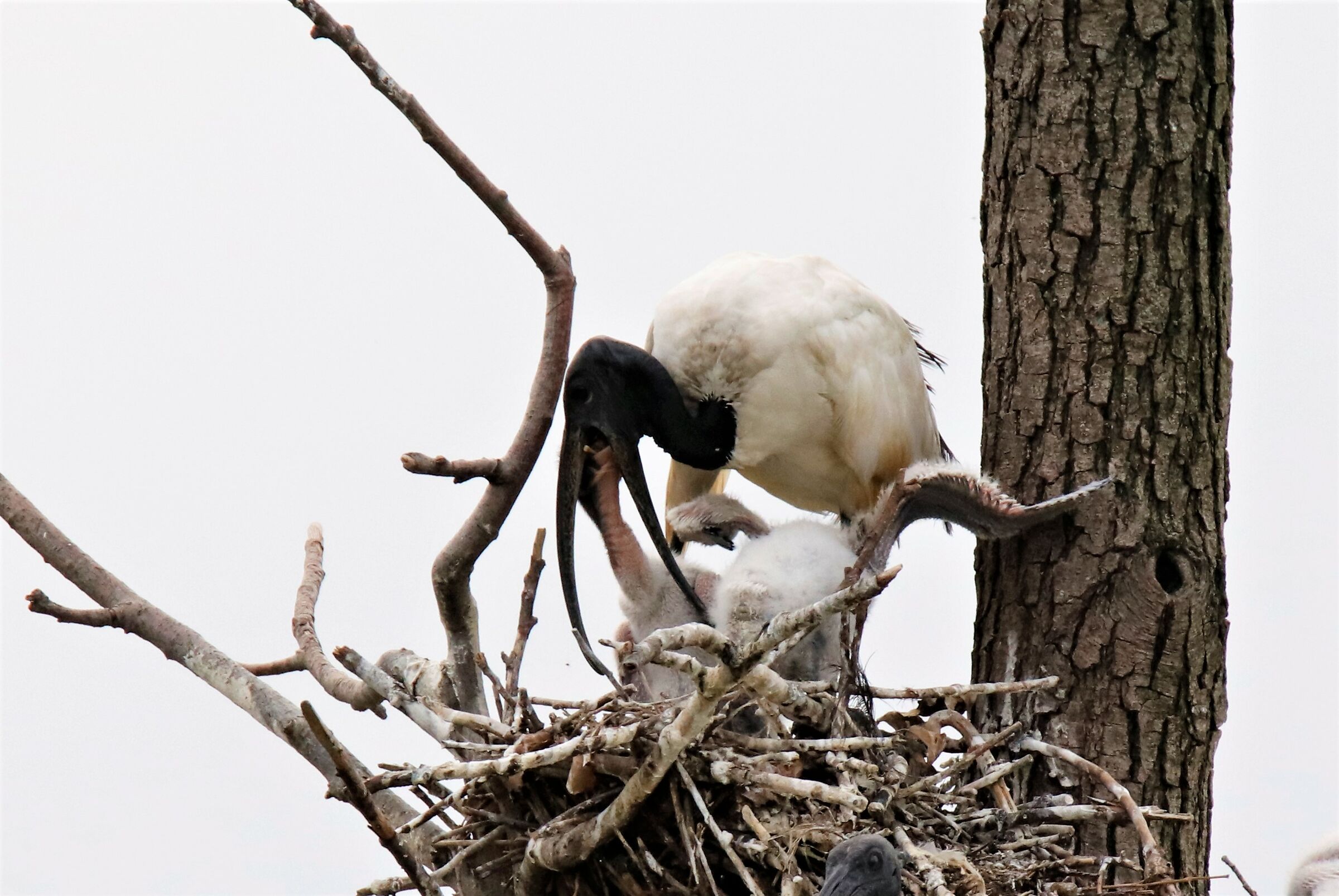 2 bocche da sfamare1