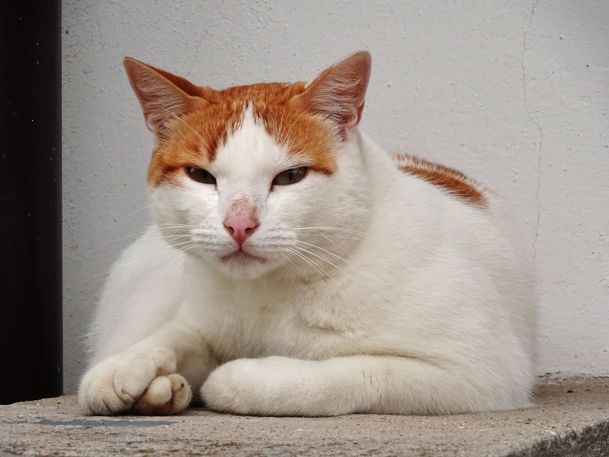 Micio pensoso in Via Carducci ad Asiago