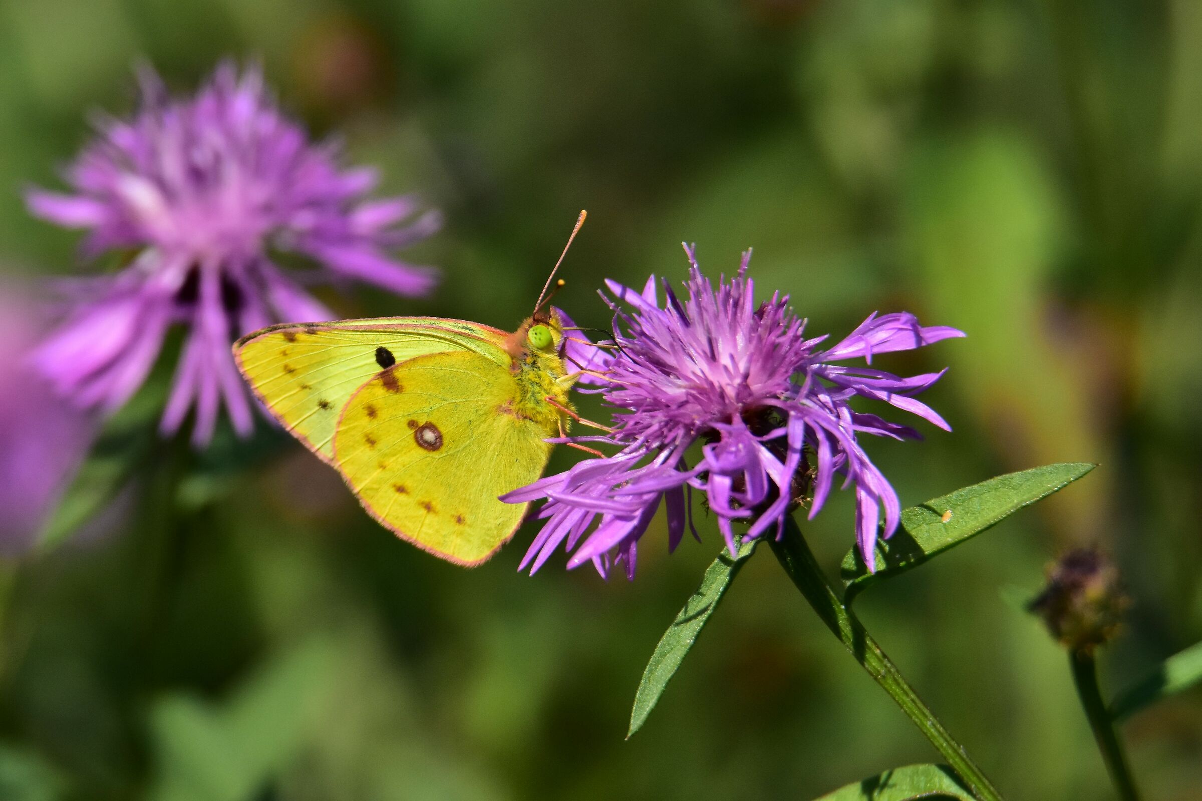 Colias alfacariensis