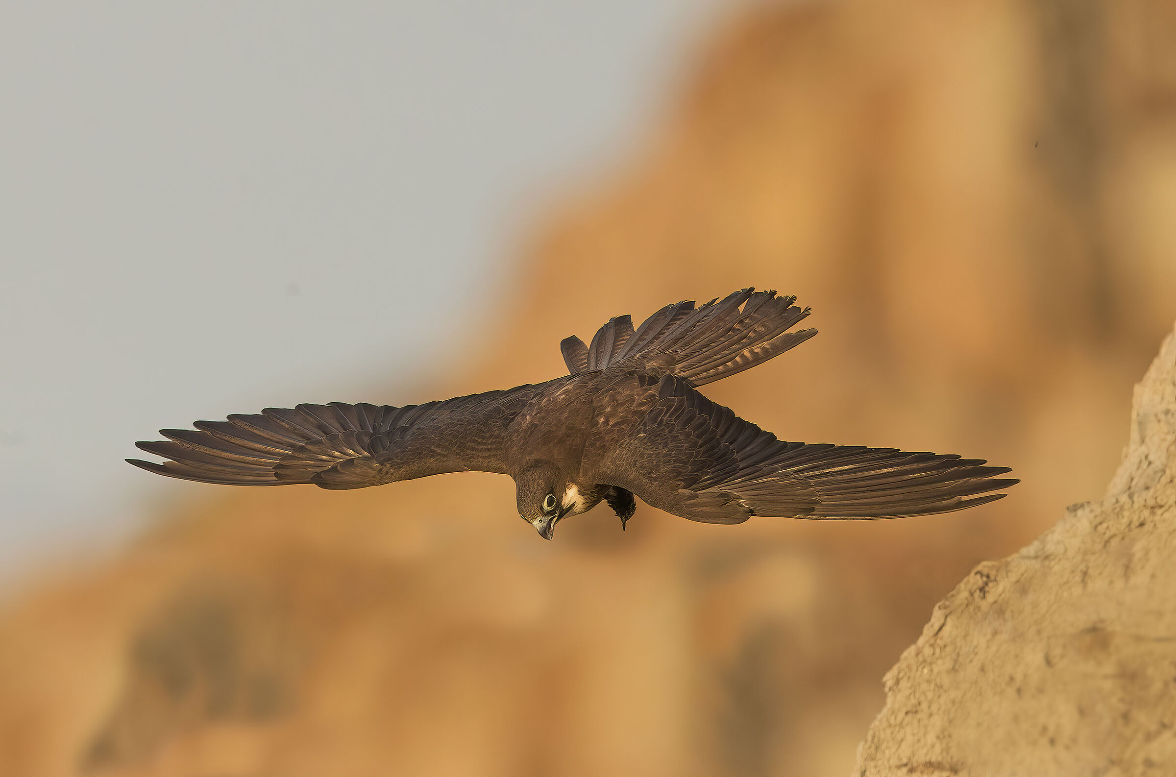 falco della regina(falco eleonorae)