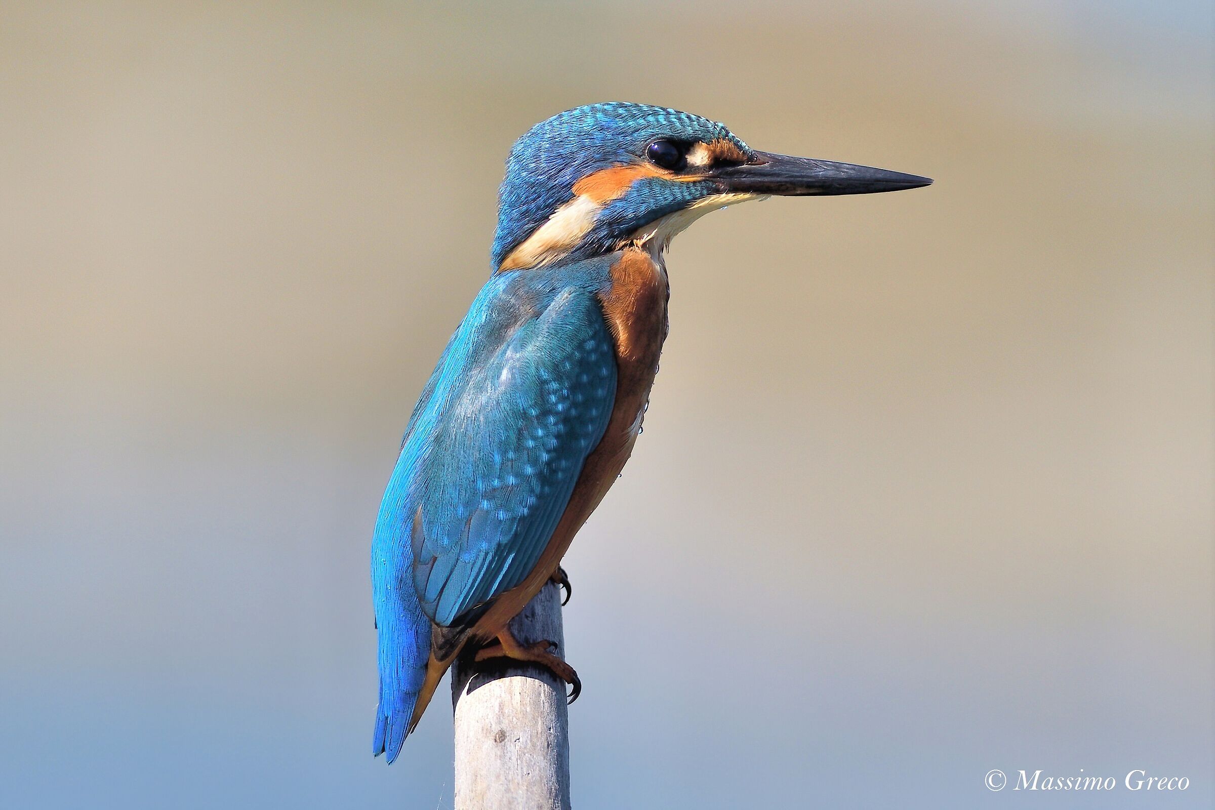 Kingfisher