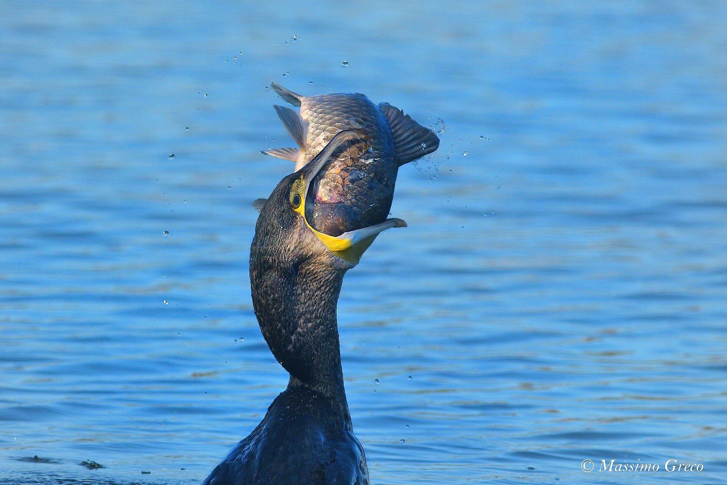 Cormorant (Phalacrocorax carbo) with prey