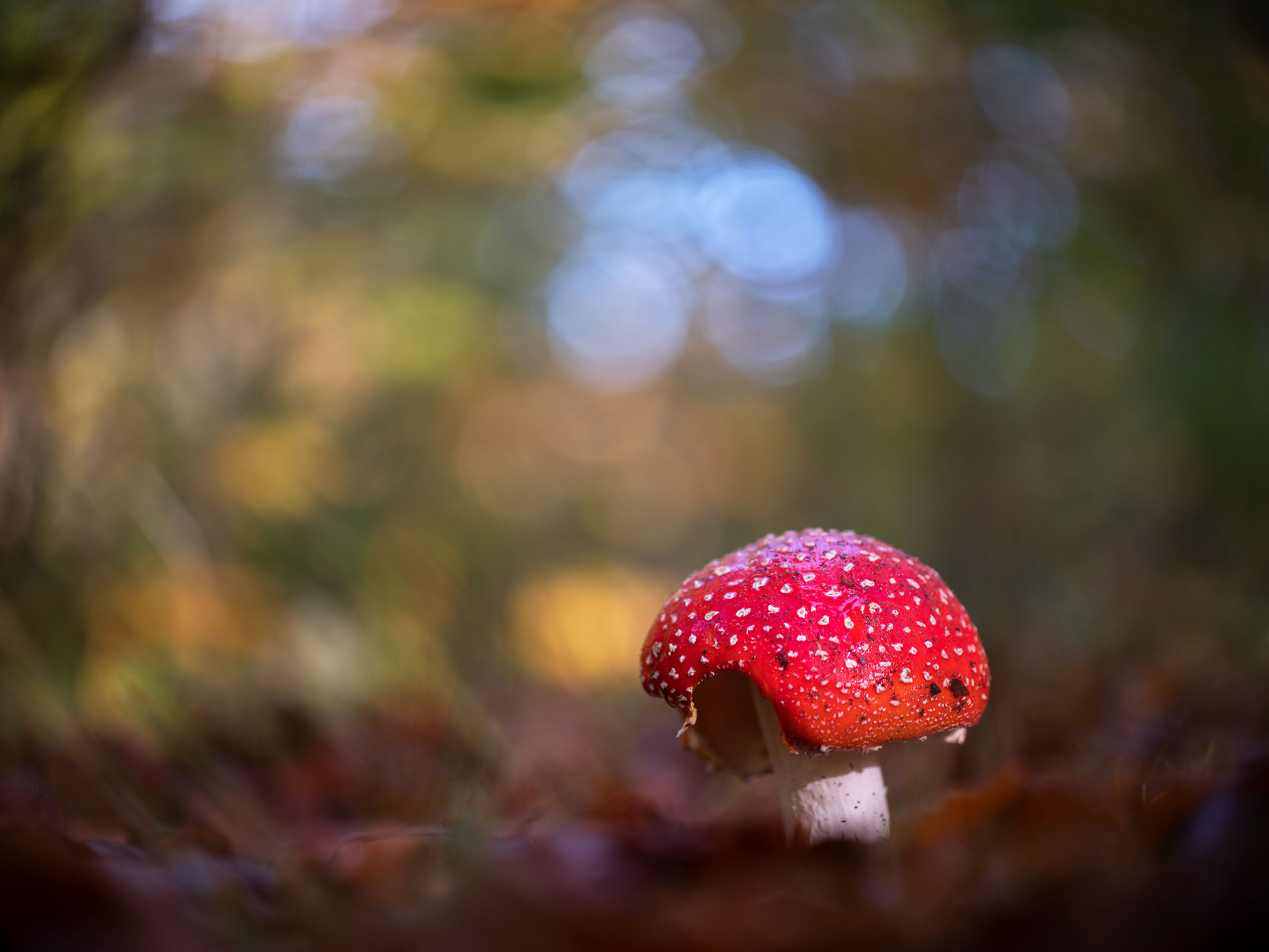 Amanita Muscaria