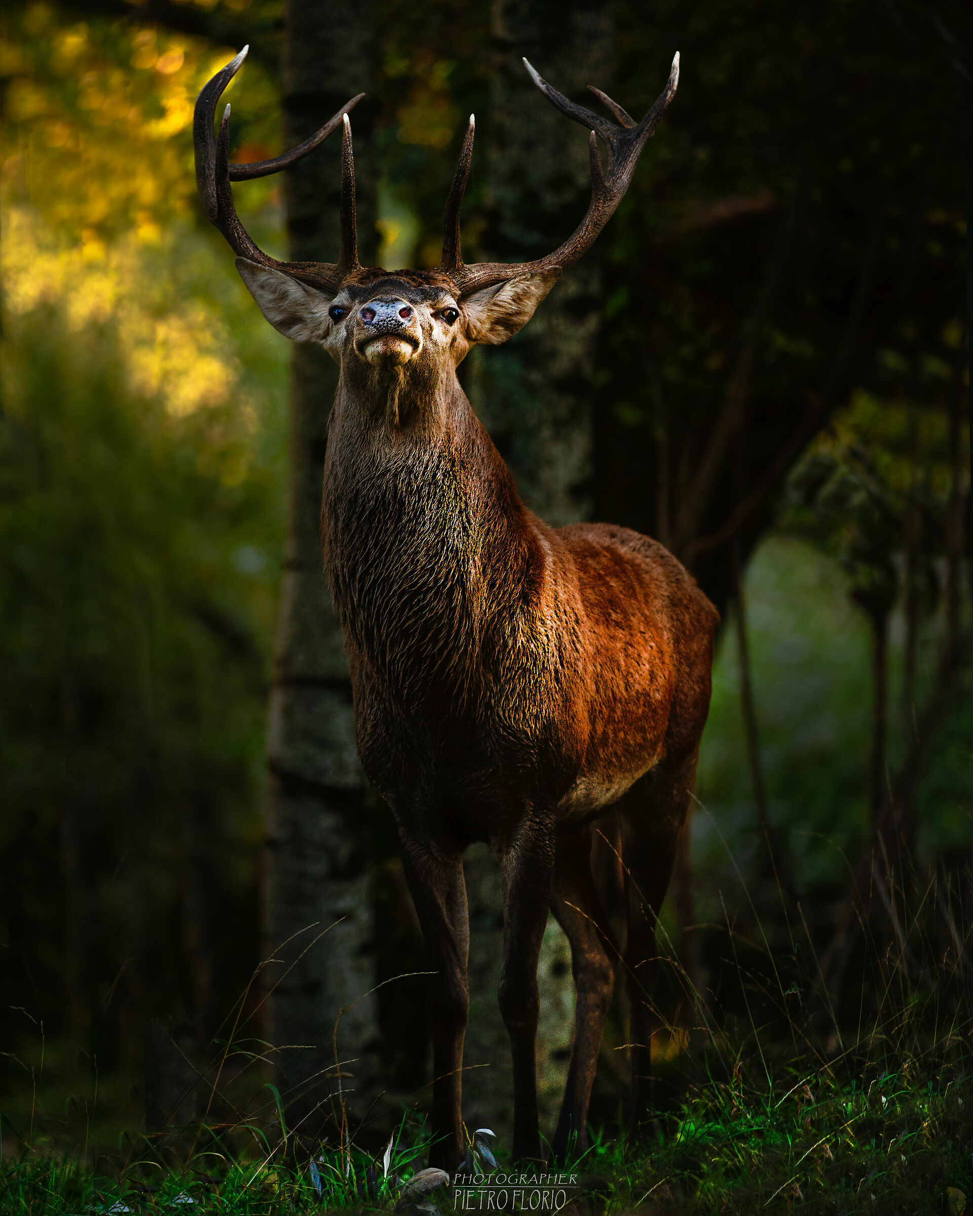 il re alle prime luci