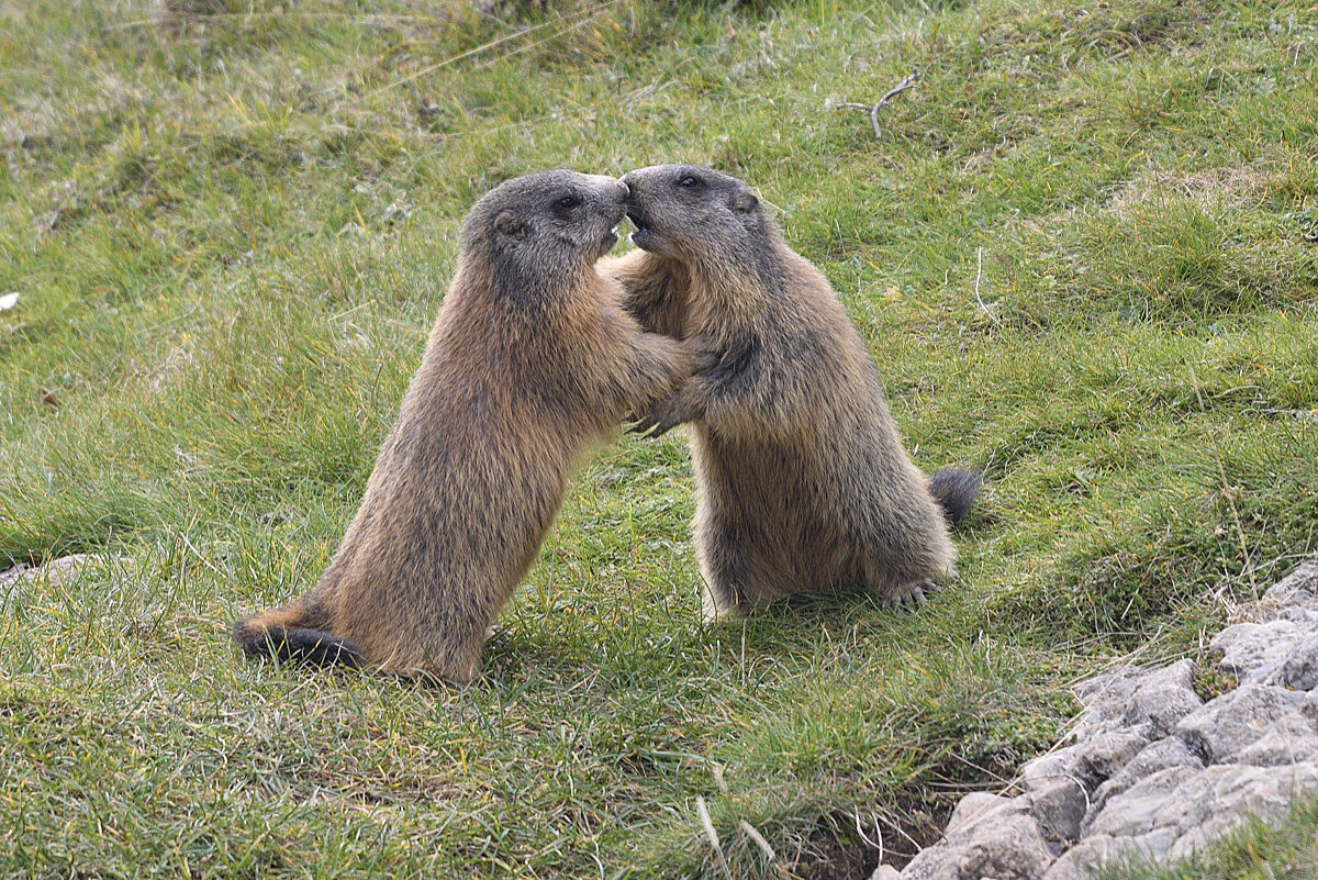scaramucce tra congiunti
