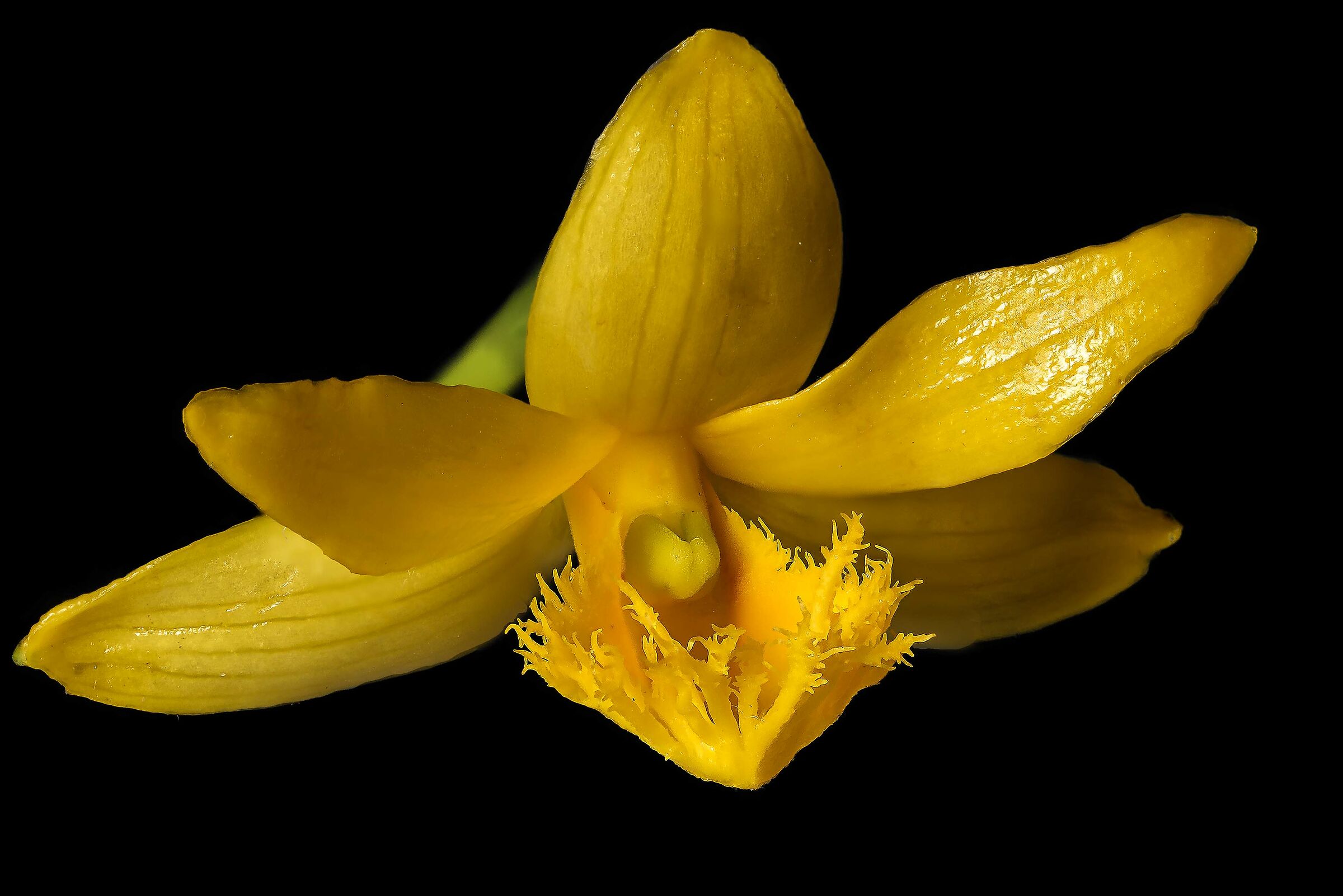 Dendrobium brymerianum