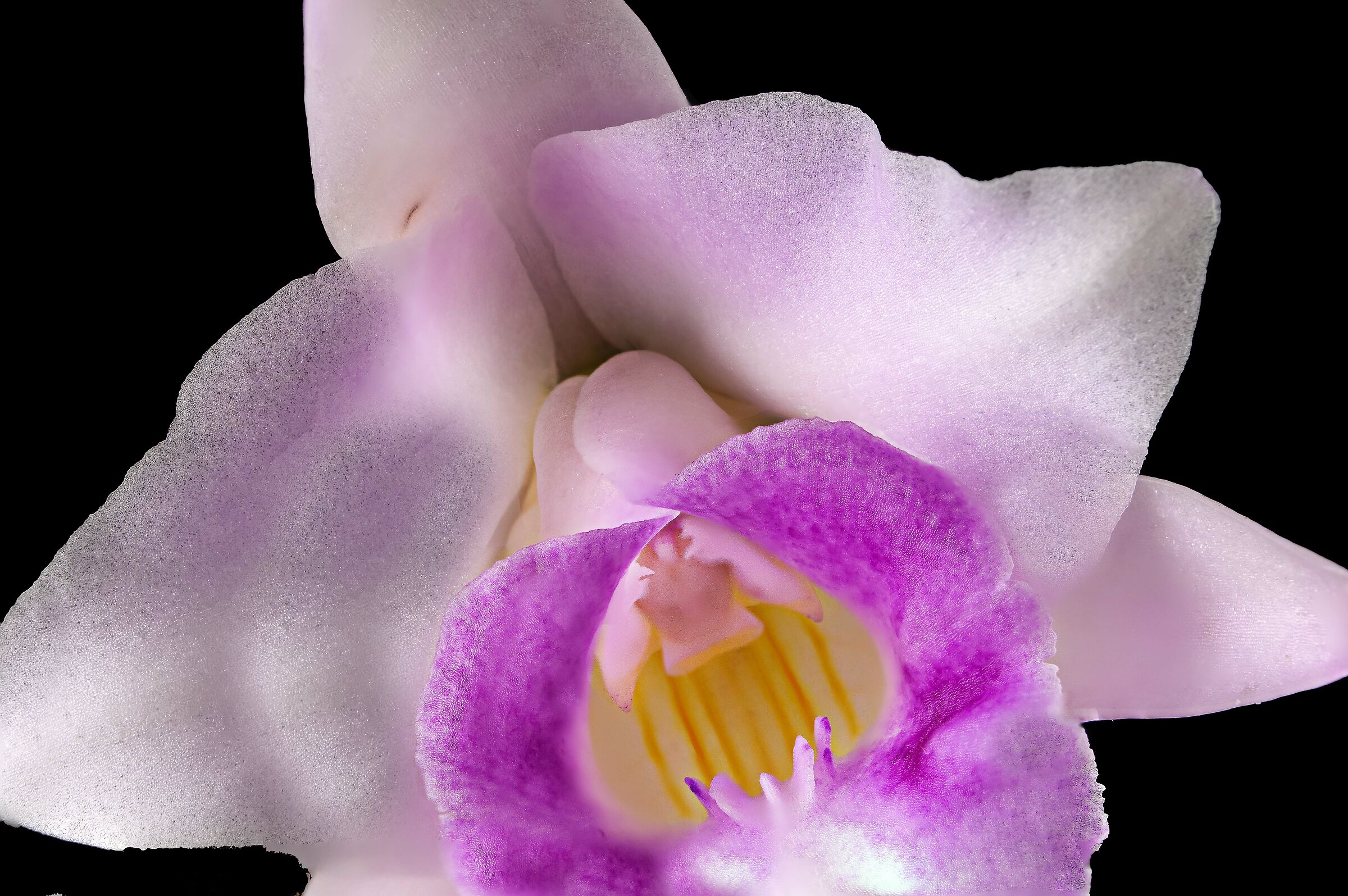 Laelia alaori