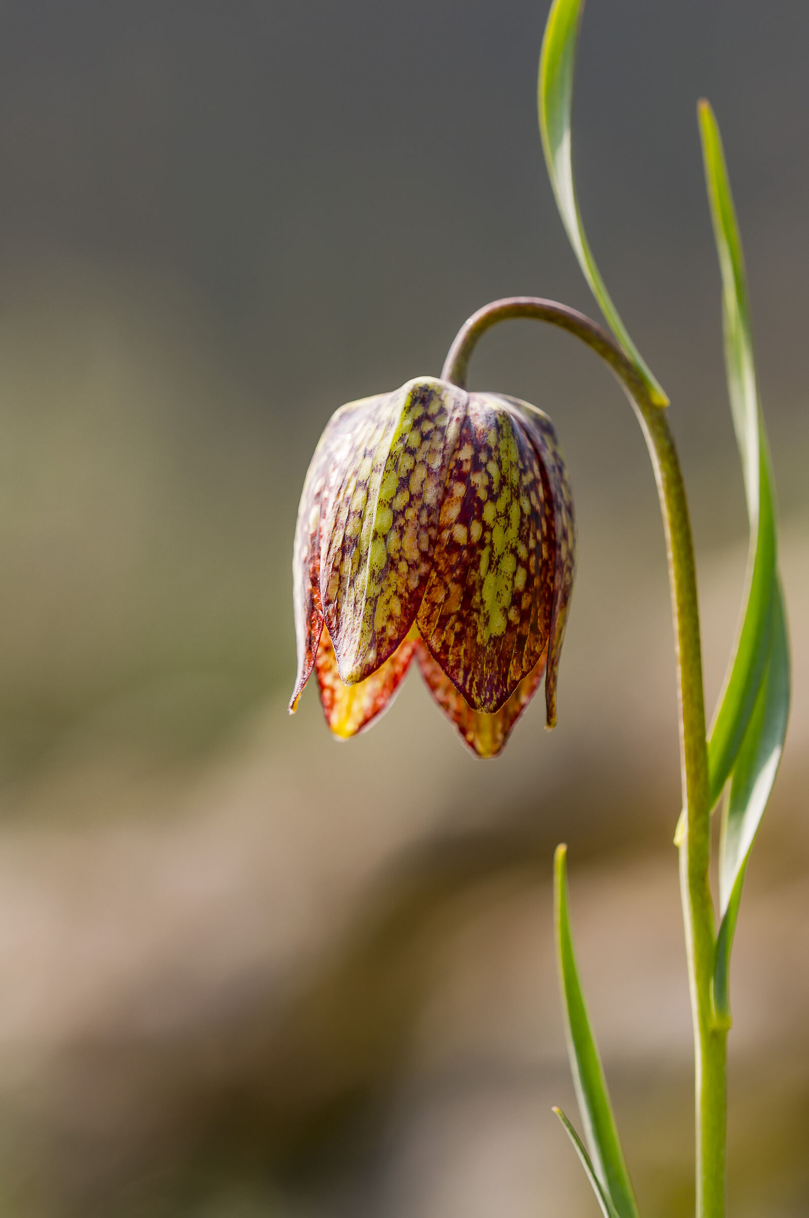 Fritillaria