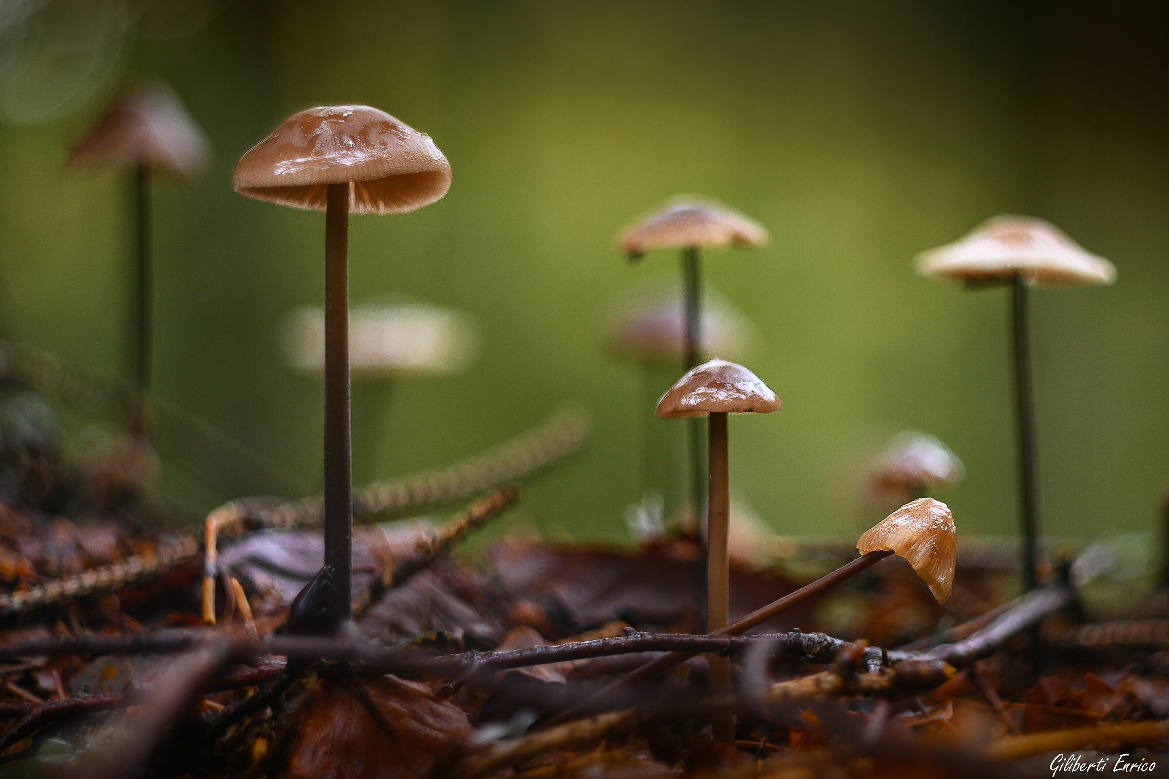 Umbrellas or mushrooms?