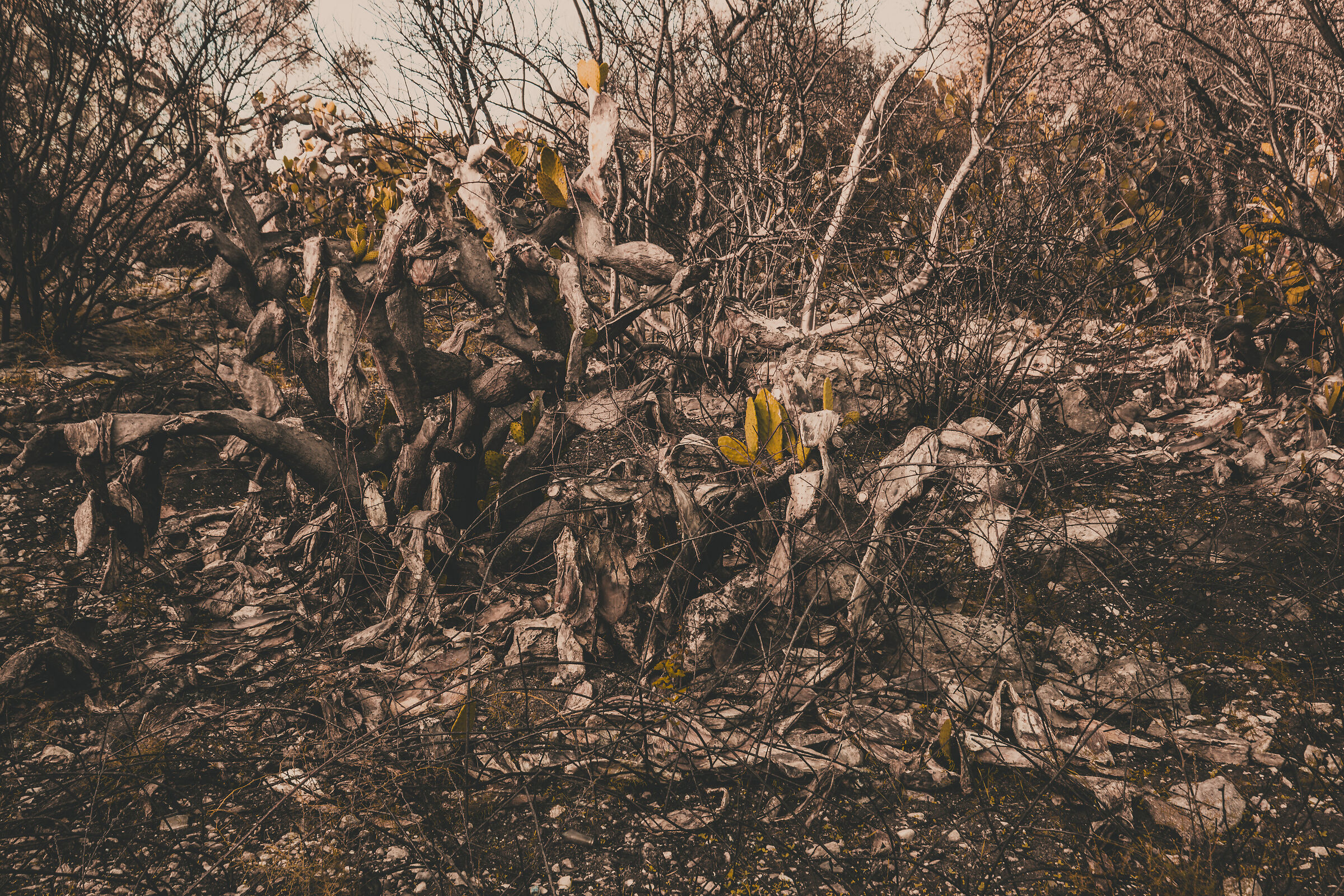 THE FOREST OF SUICIDES, DANTE, HELL