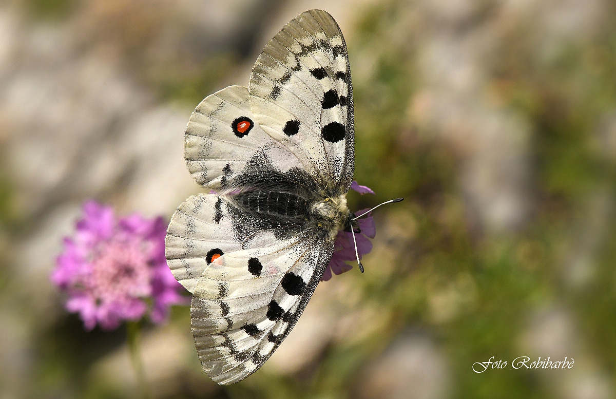 La più bella delle Alpi...