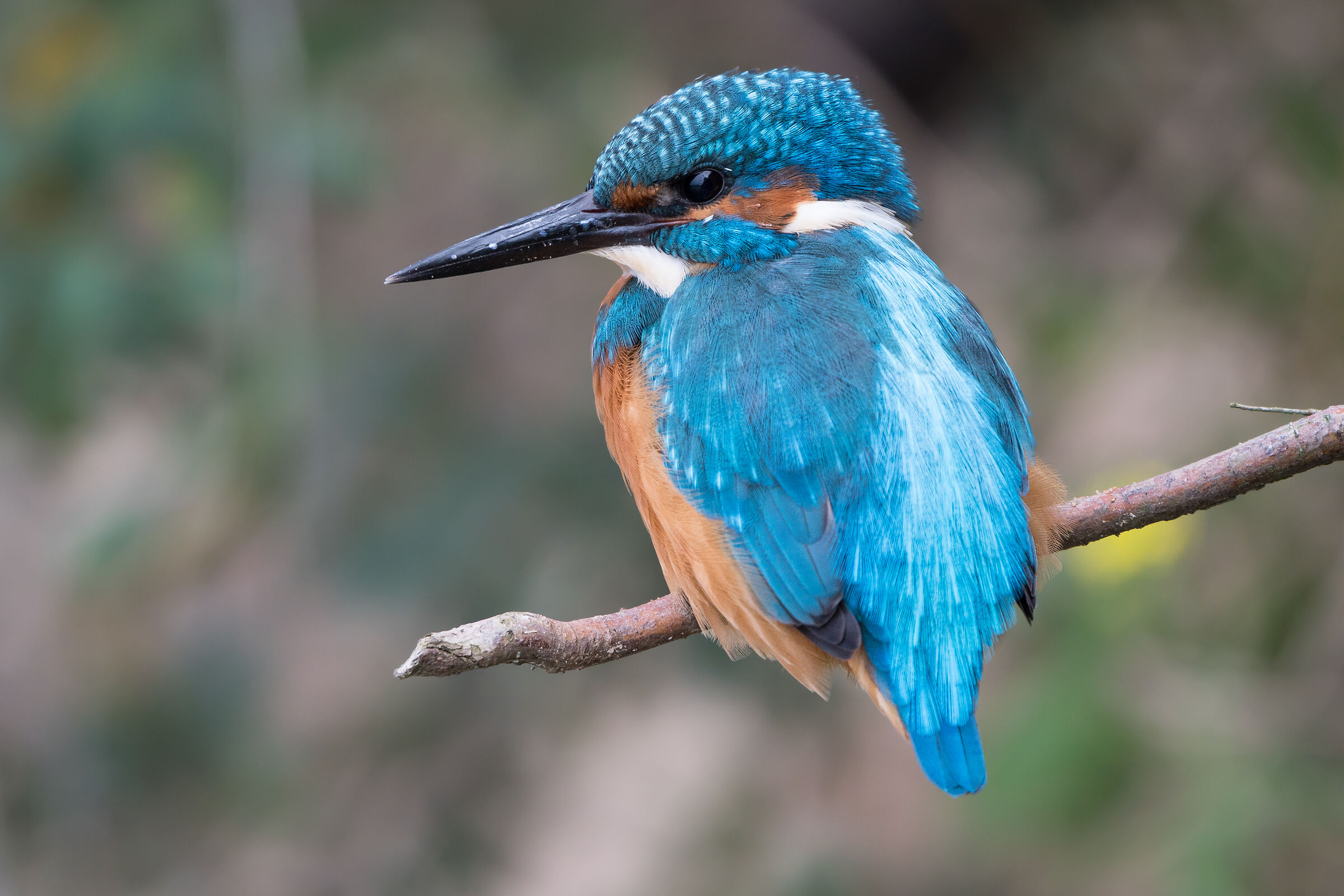 Martin pescatore comune (Alcedo atthis)