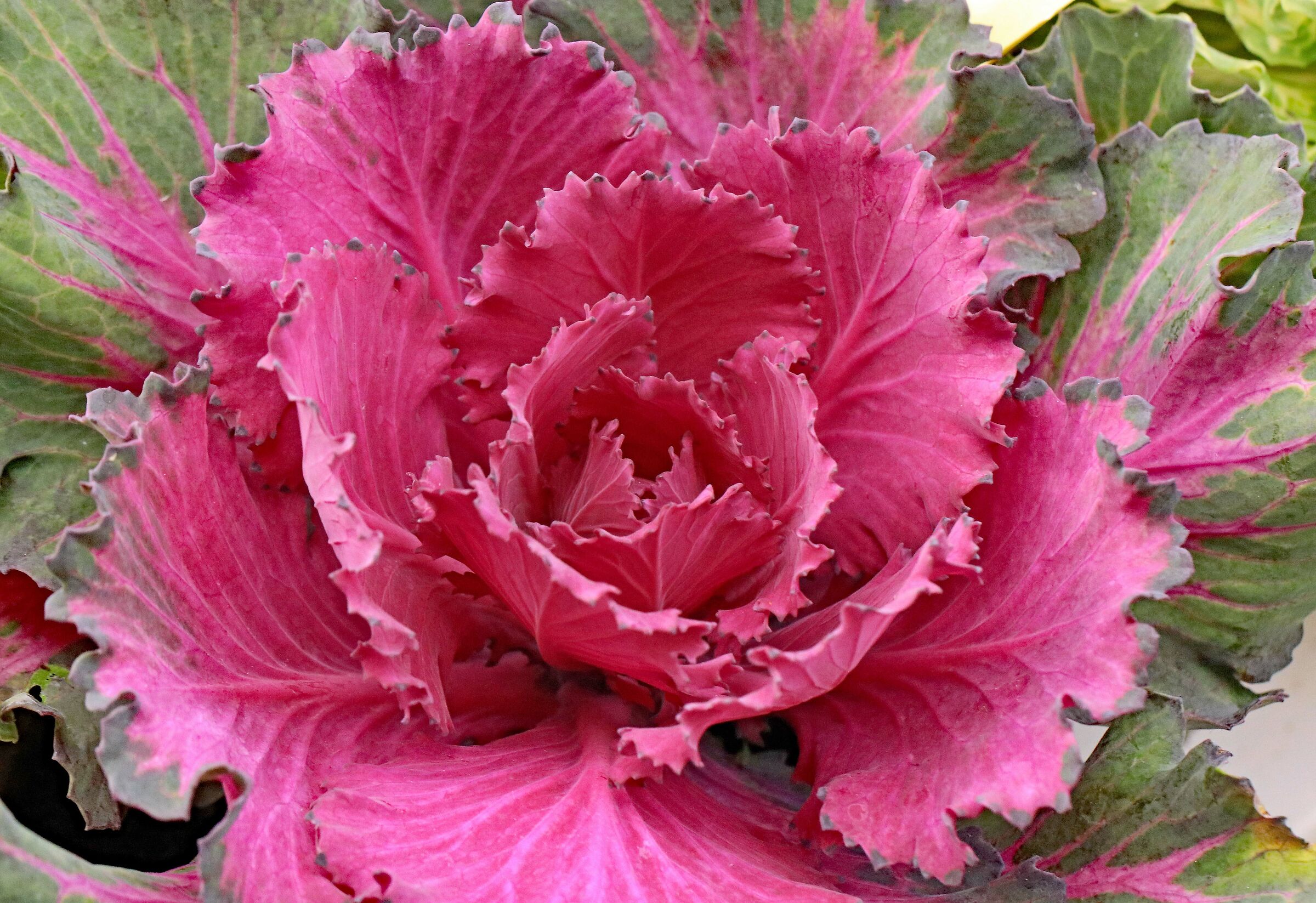 Cavolo "rosa" (ma non una foto del cavolo .. )